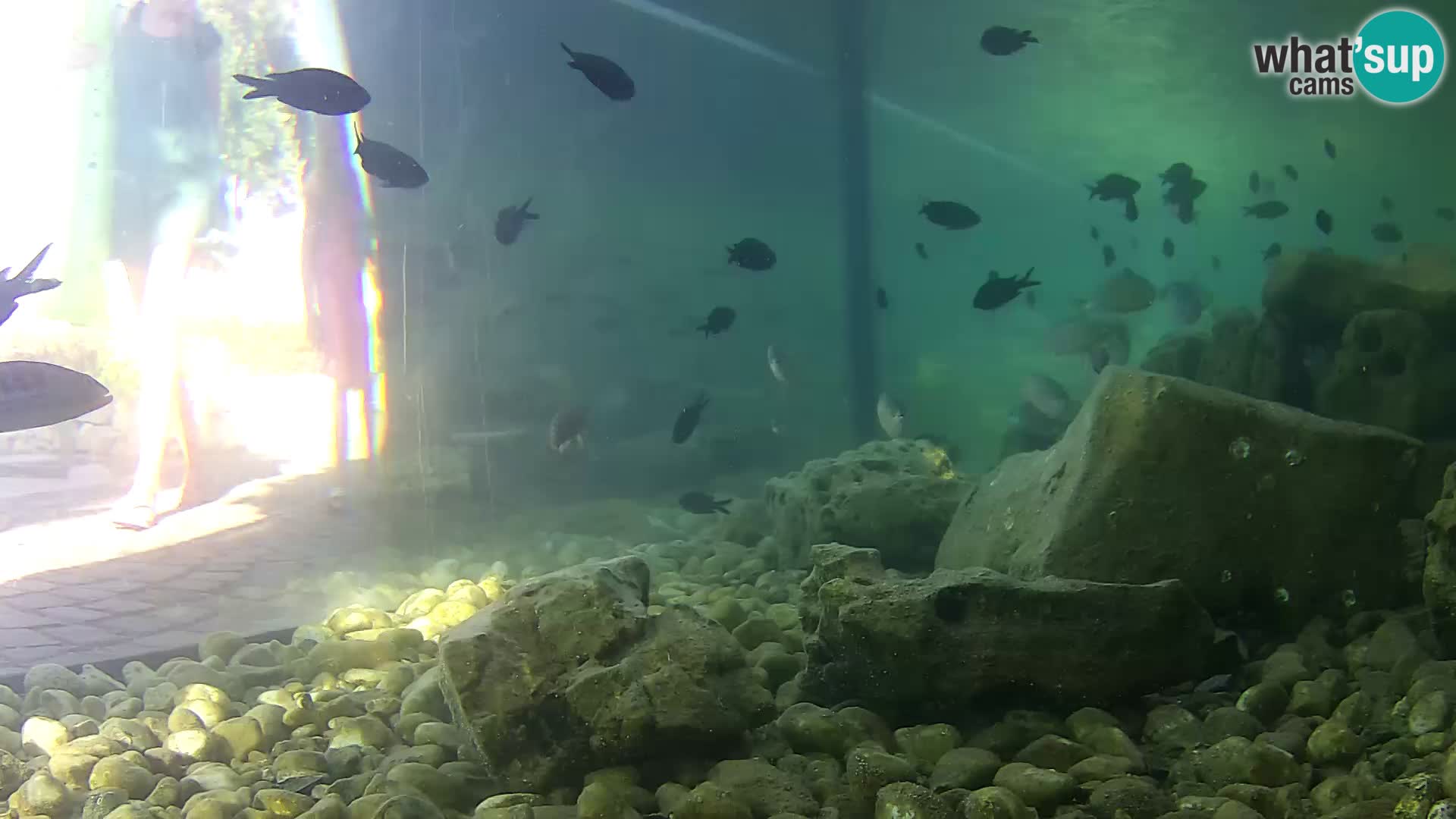 Marine Aquarium im Freien Rogoznica webcam Kroatien