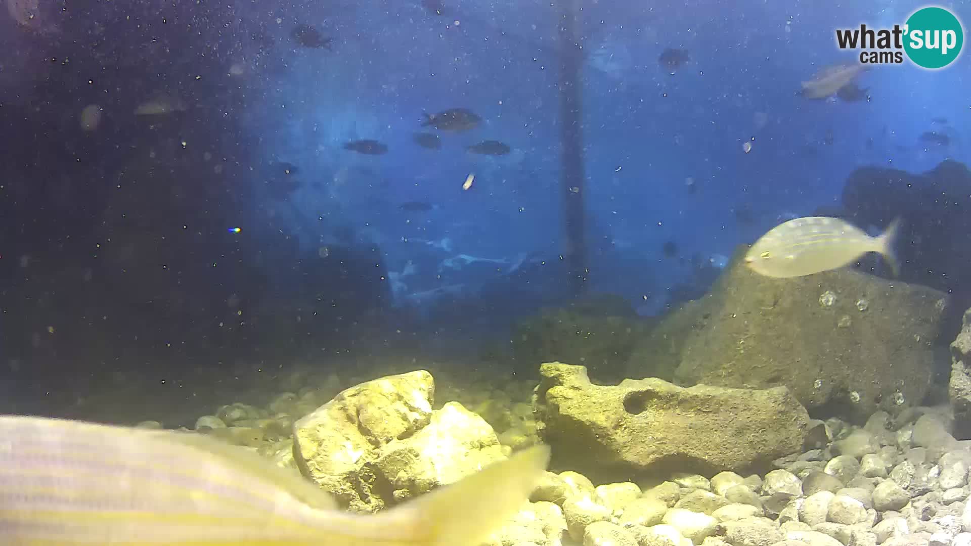 Zunanji morski akvarij Rogoznica spletna kamera Hrvaška