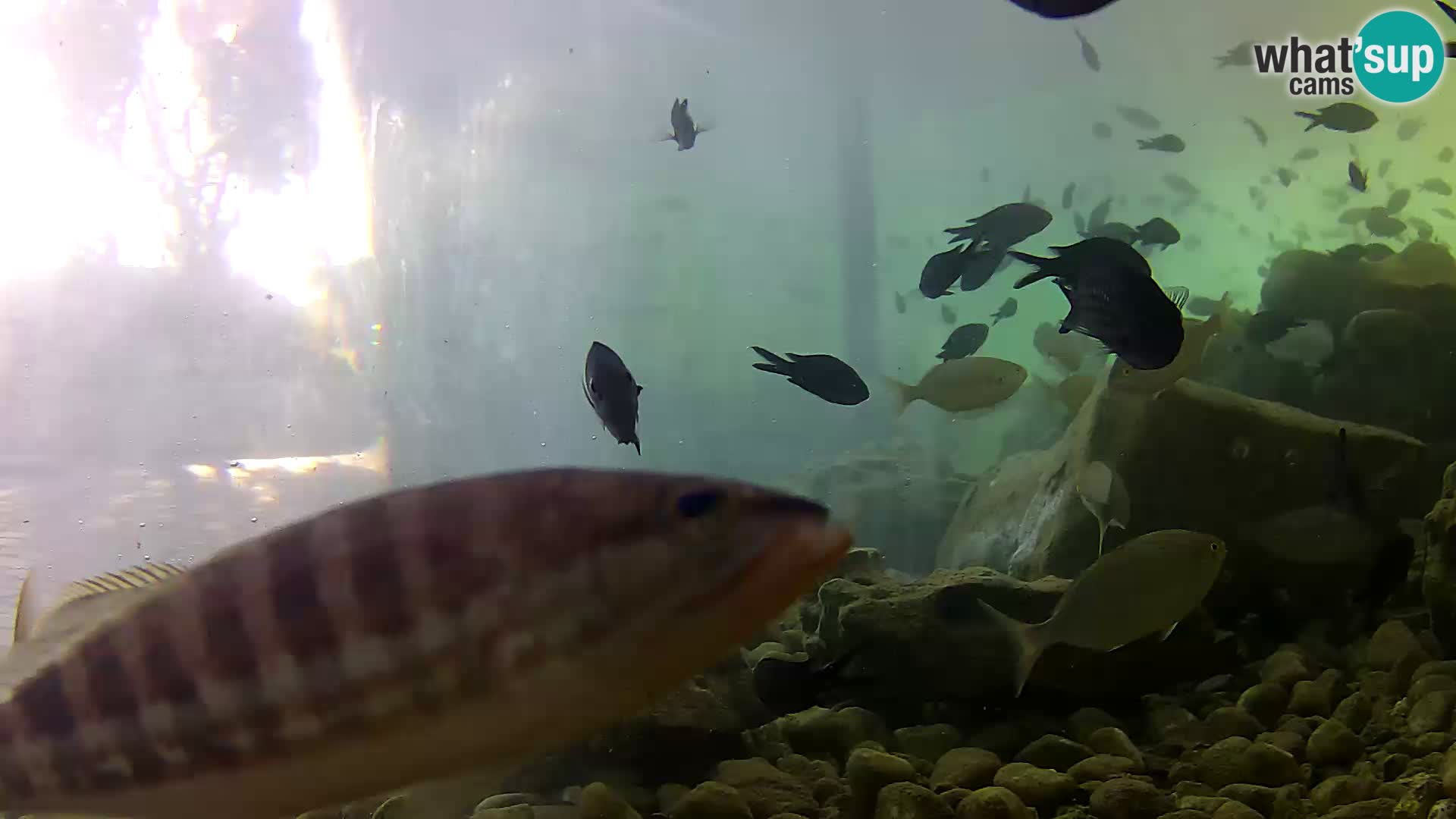 Aquario marino esterno –  Rogoznica livecam Croazia