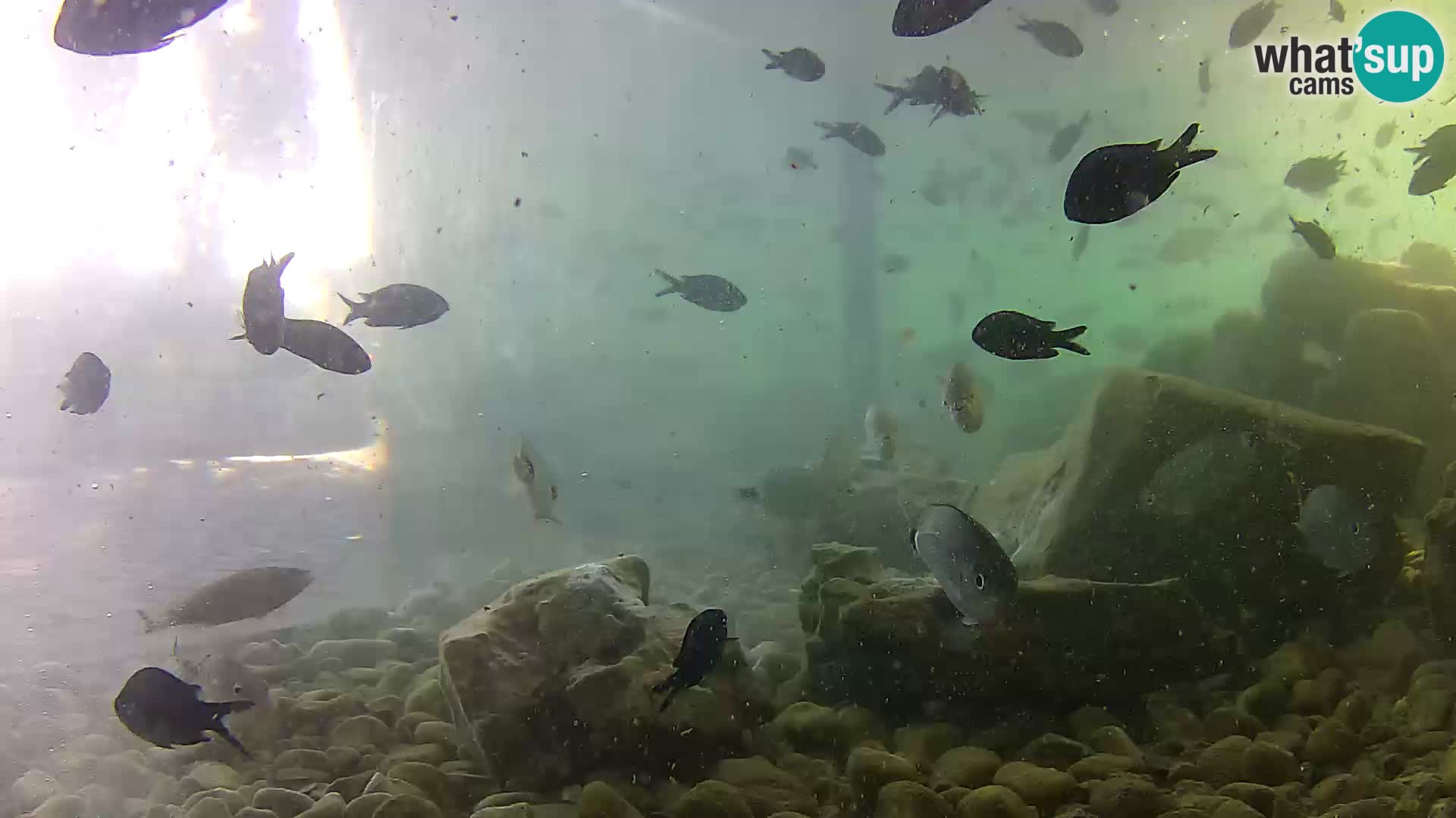 Acuario marino al aire libre Rogoznica webcam Croacia