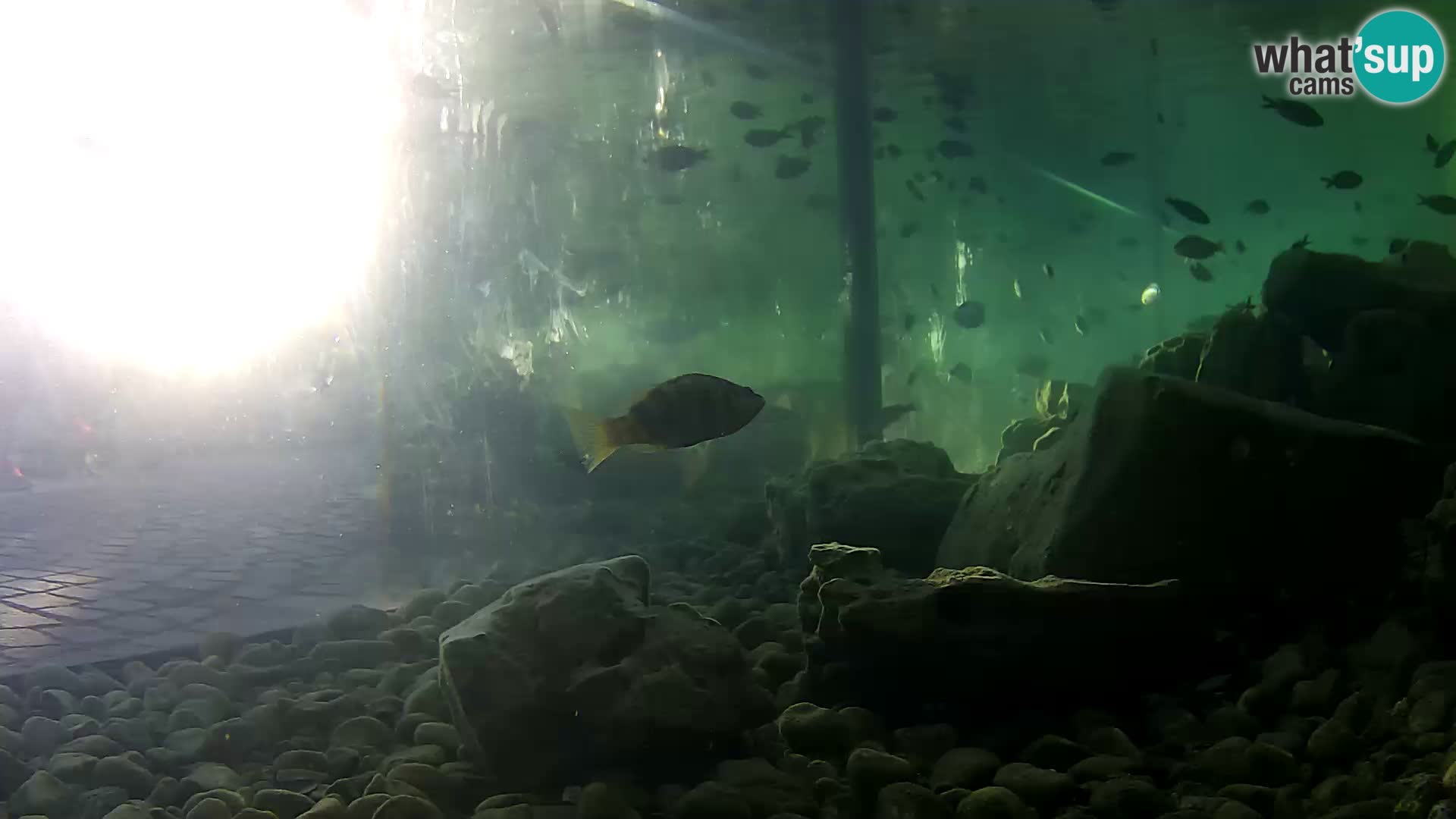 Outdoor Marine Aquarium Rogoznica webcam Croatia