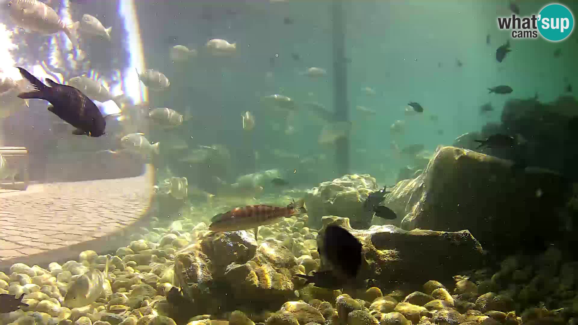 Outdoor Marine Aquarium Rogoznica webcam Croatia