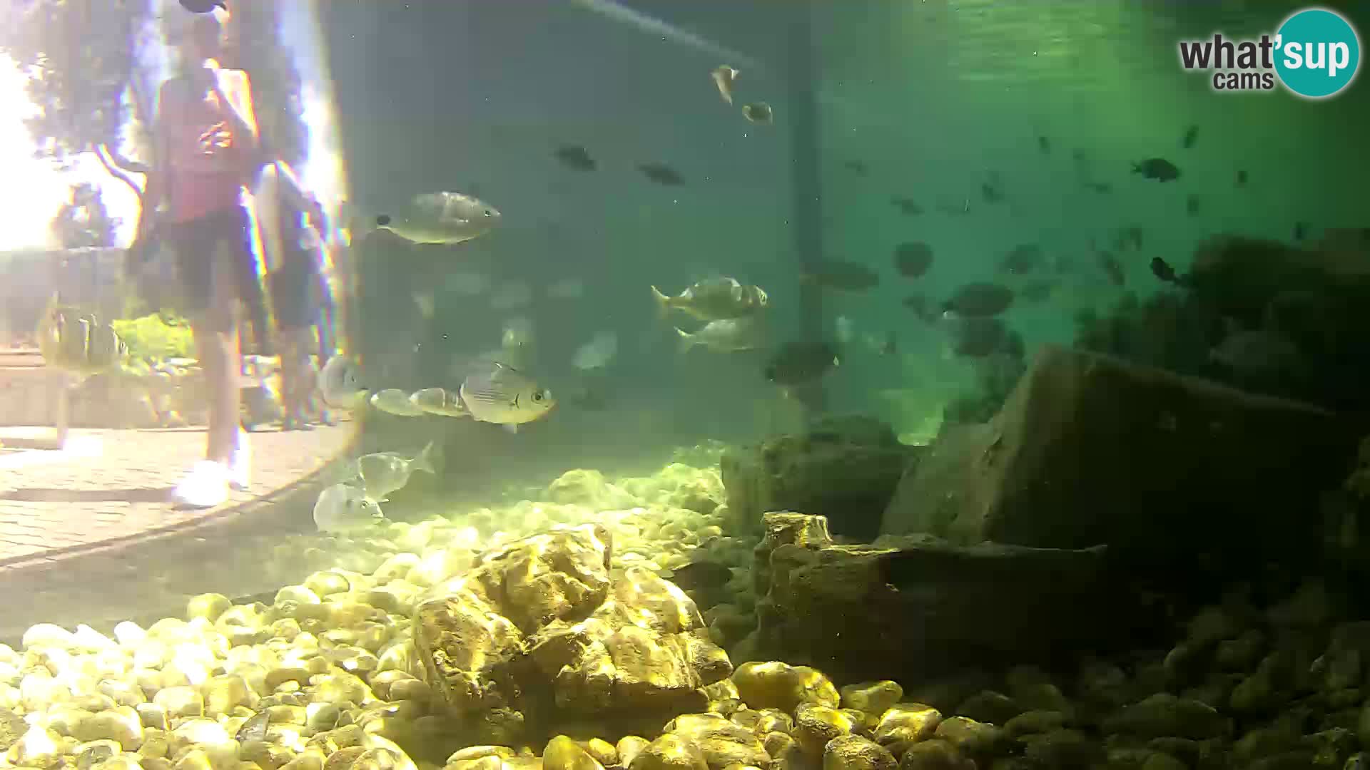 Webcam de l’aquarium marin extérieur de Rogoznica Croatie