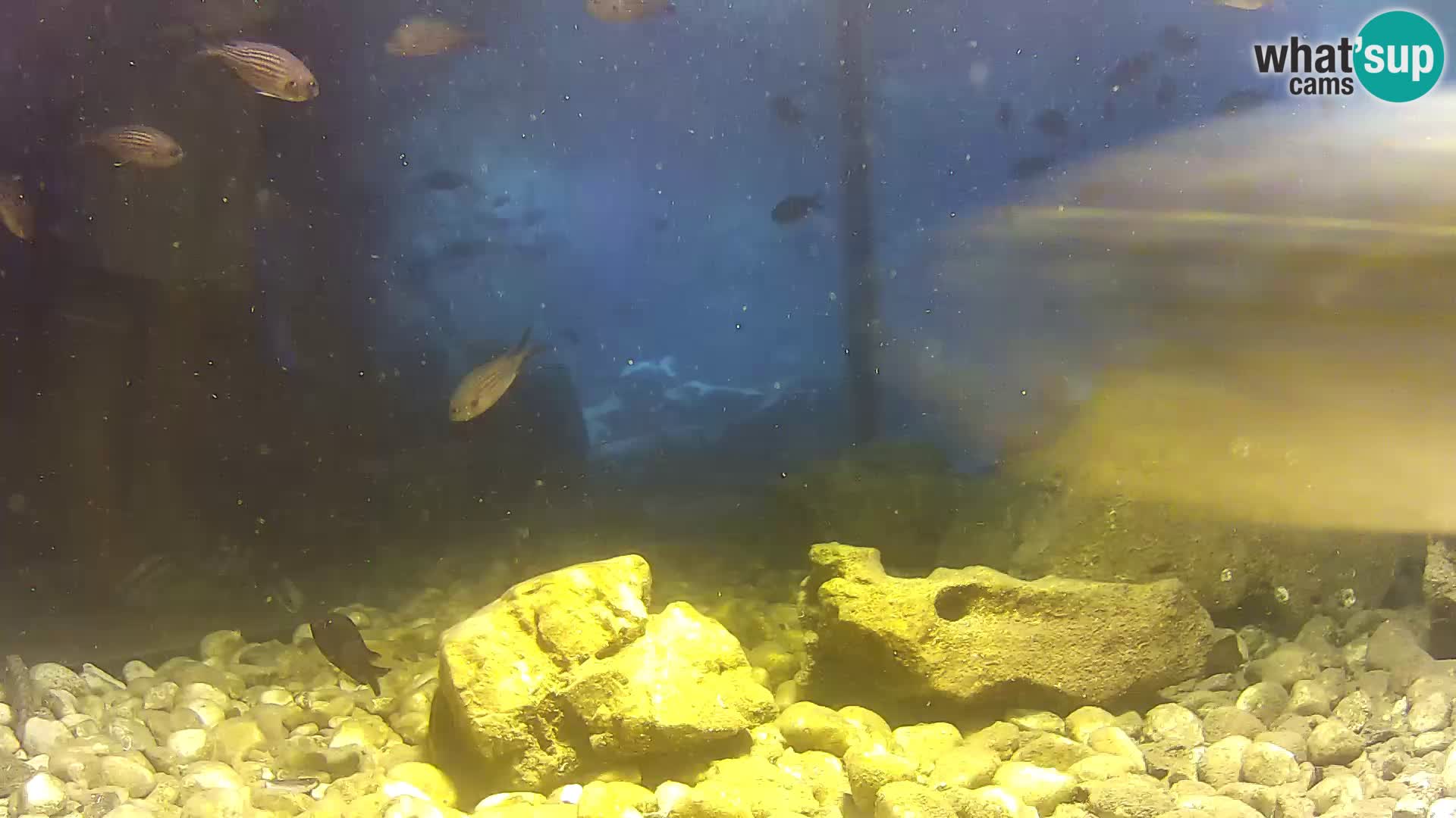 Aquario marino esterno –  Rogoznica livecam Croazia