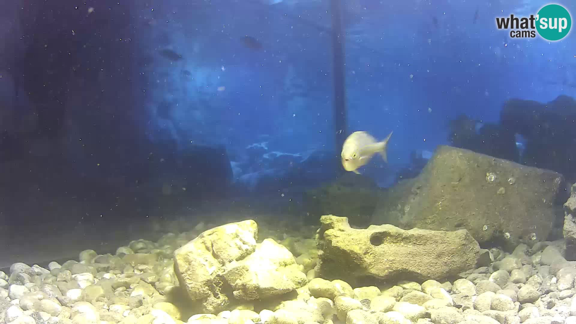 Acuario marino al aire libre Rogoznica webcam Croacia