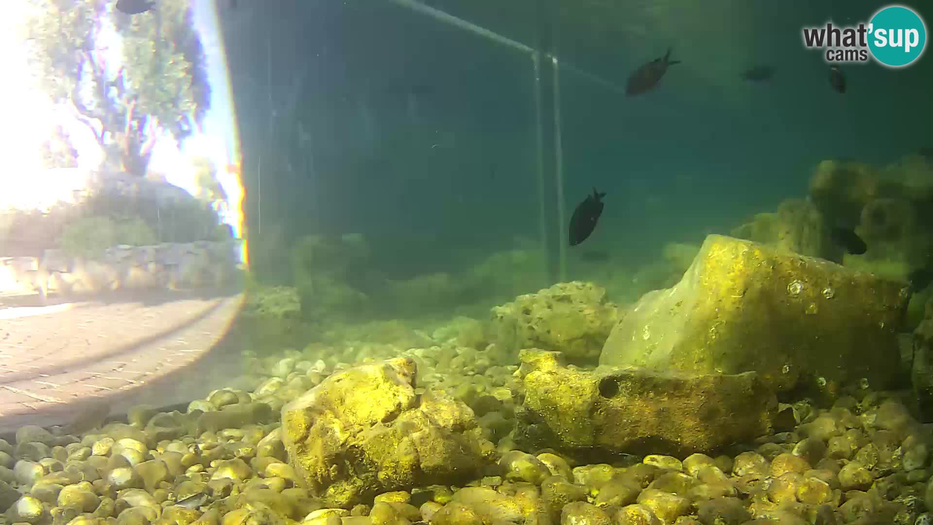 Zunanji morski akvarij Rogoznica spletna kamera Hrvaška