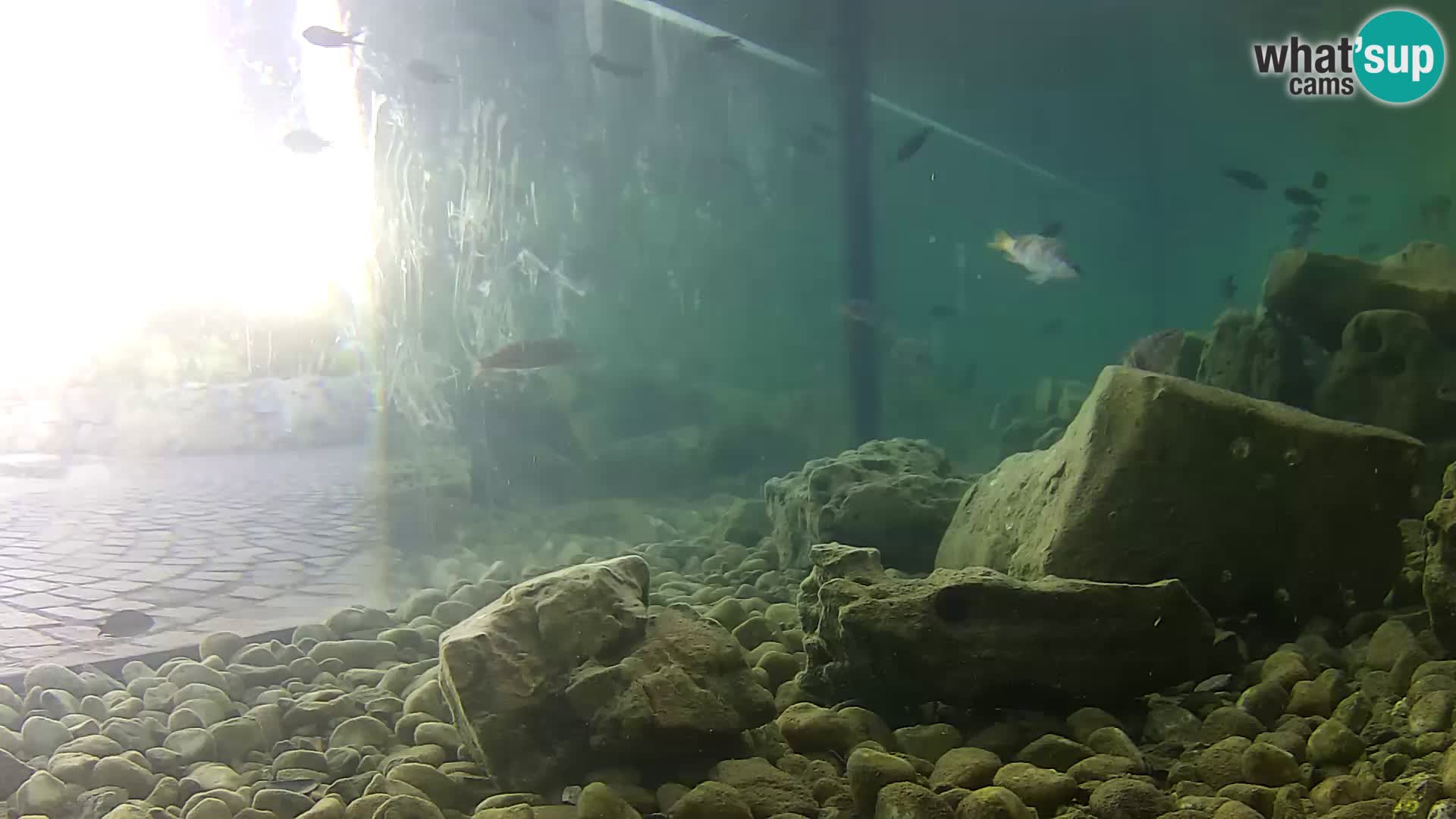 Acuario marino al aire libre Rogoznica webcam Croacia