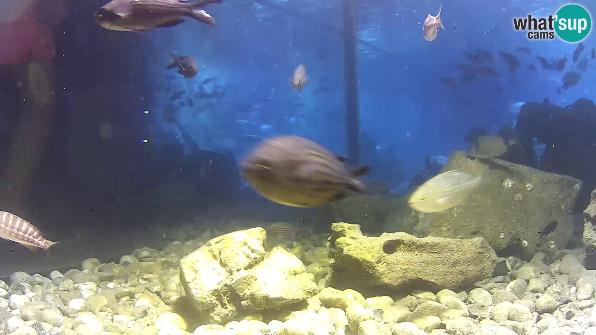 Outdoor Marine Aquarium Rogoznica webcam Croatia