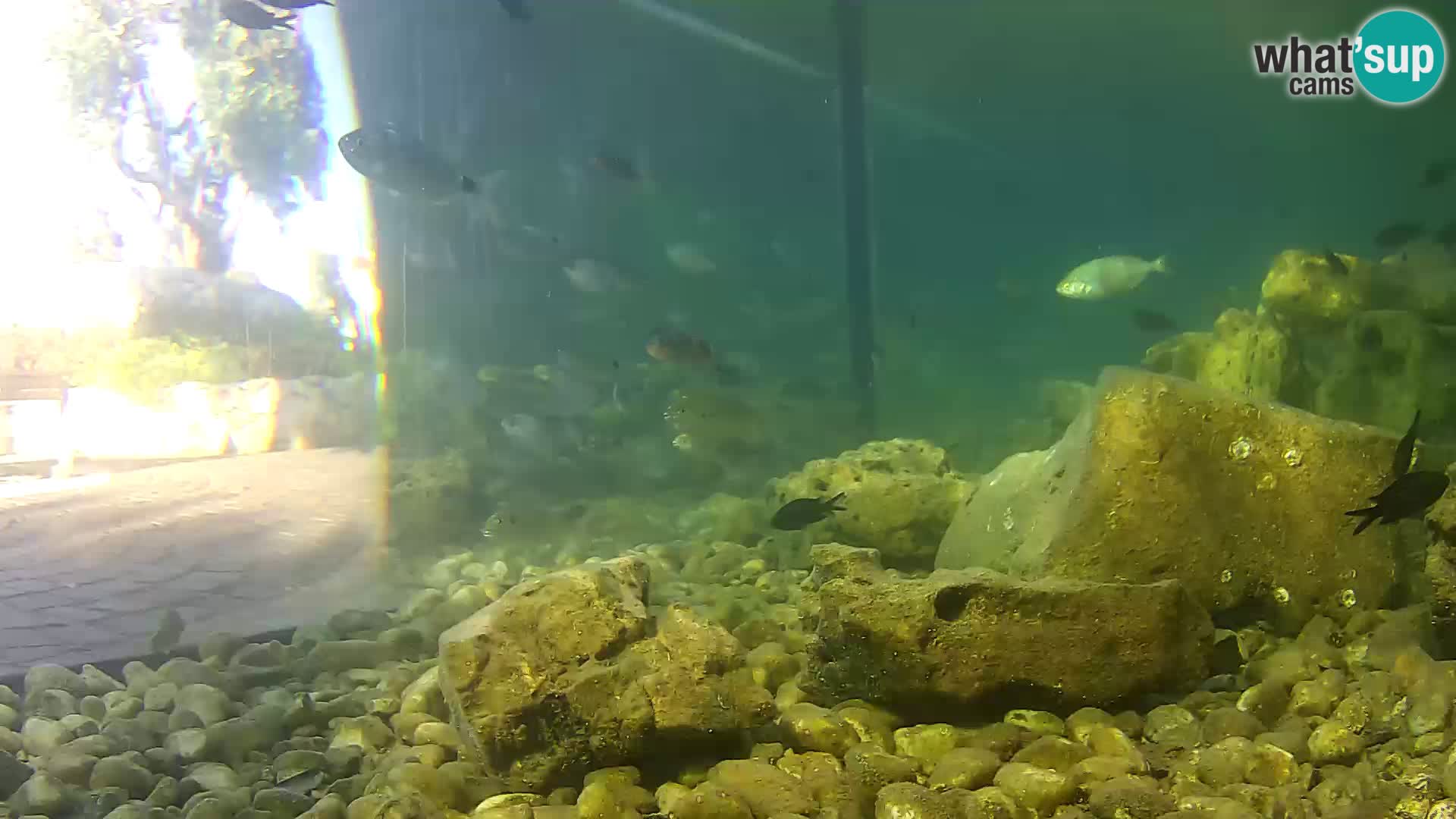 Zunanji morski akvarij Rogoznica spletna kamera Hrvaška