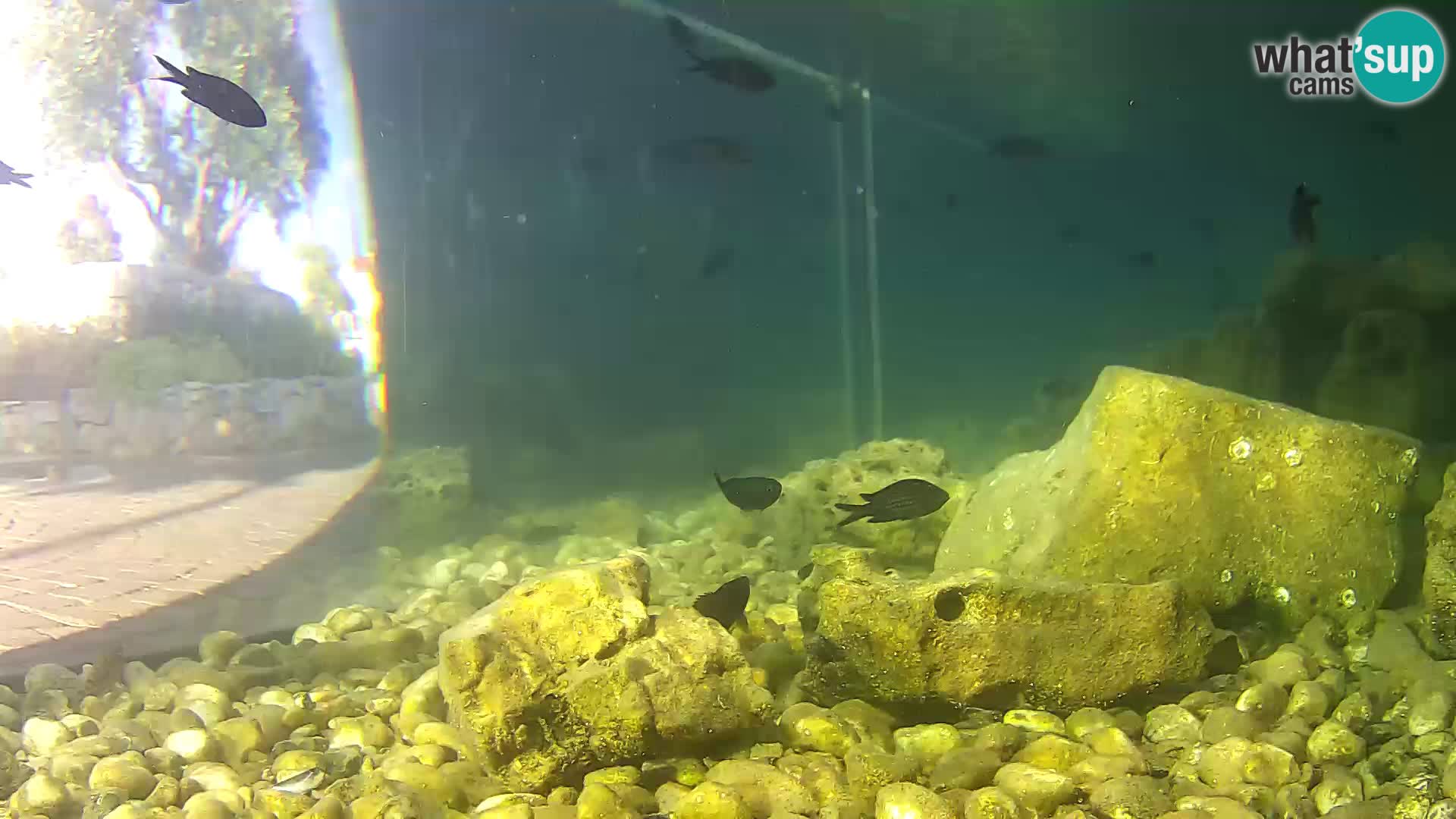Marine Aquarium im Freien Rogoznica webcam Kroatien