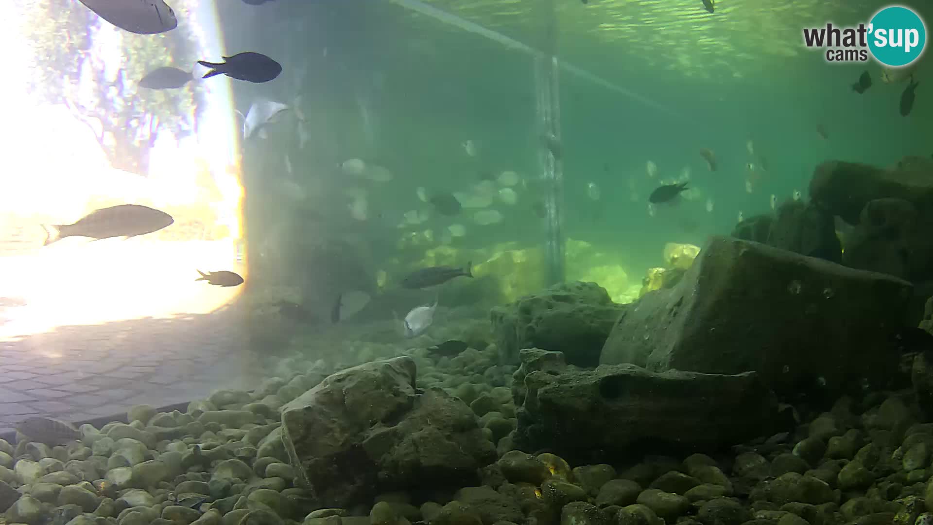 Outdoor Marine Aquarium Rogoznica webcam Croatia