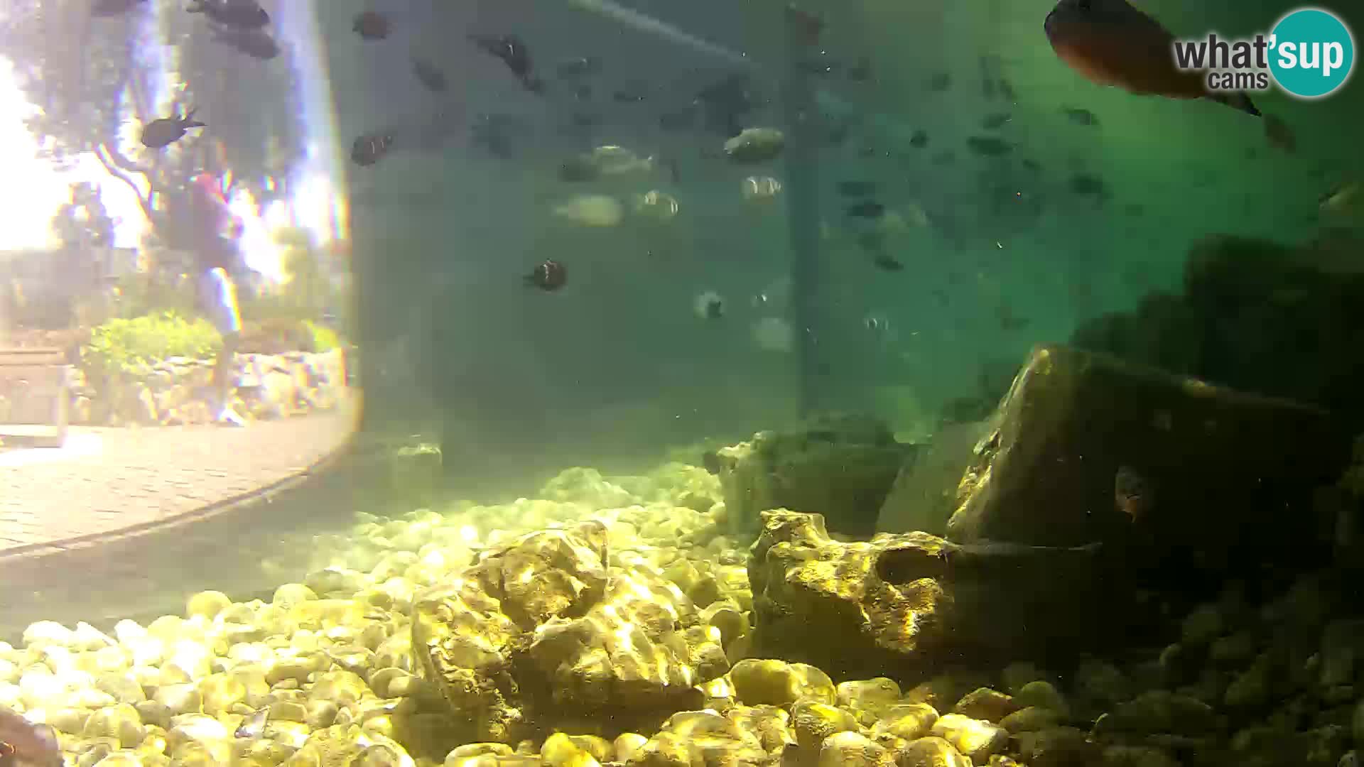 Acuario marino al aire libre Rogoznica webcam Croacia