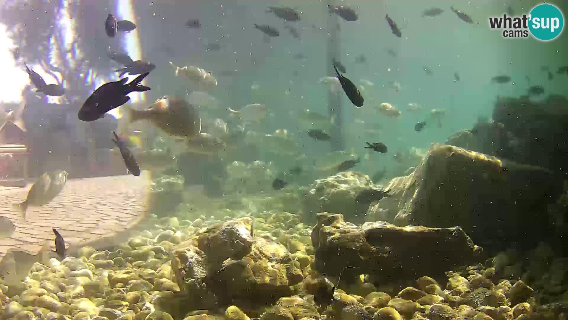 Aquario marino esterno –  Rogoznica livecam Croazia