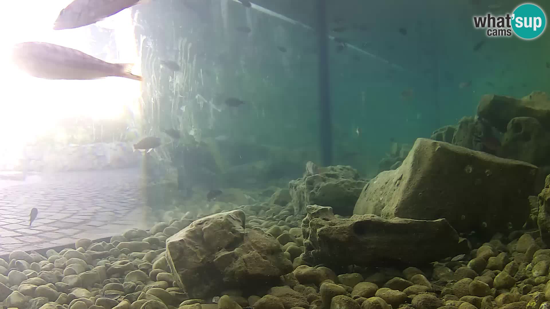 Zunanji morski akvarij Rogoznica spletna kamera Hrvaška
