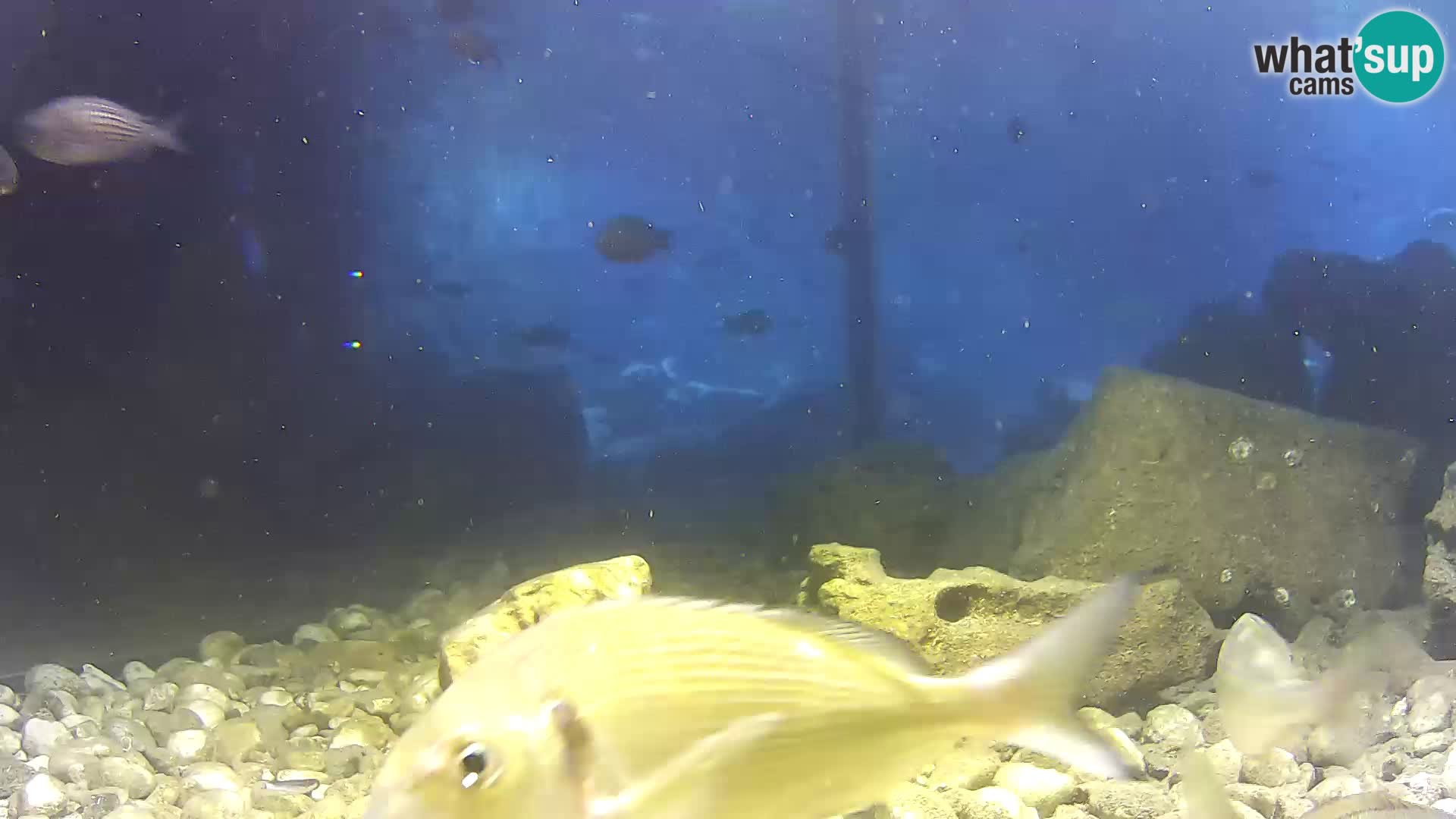 Aquario marino esterno –  Rogoznica livecam Croazia