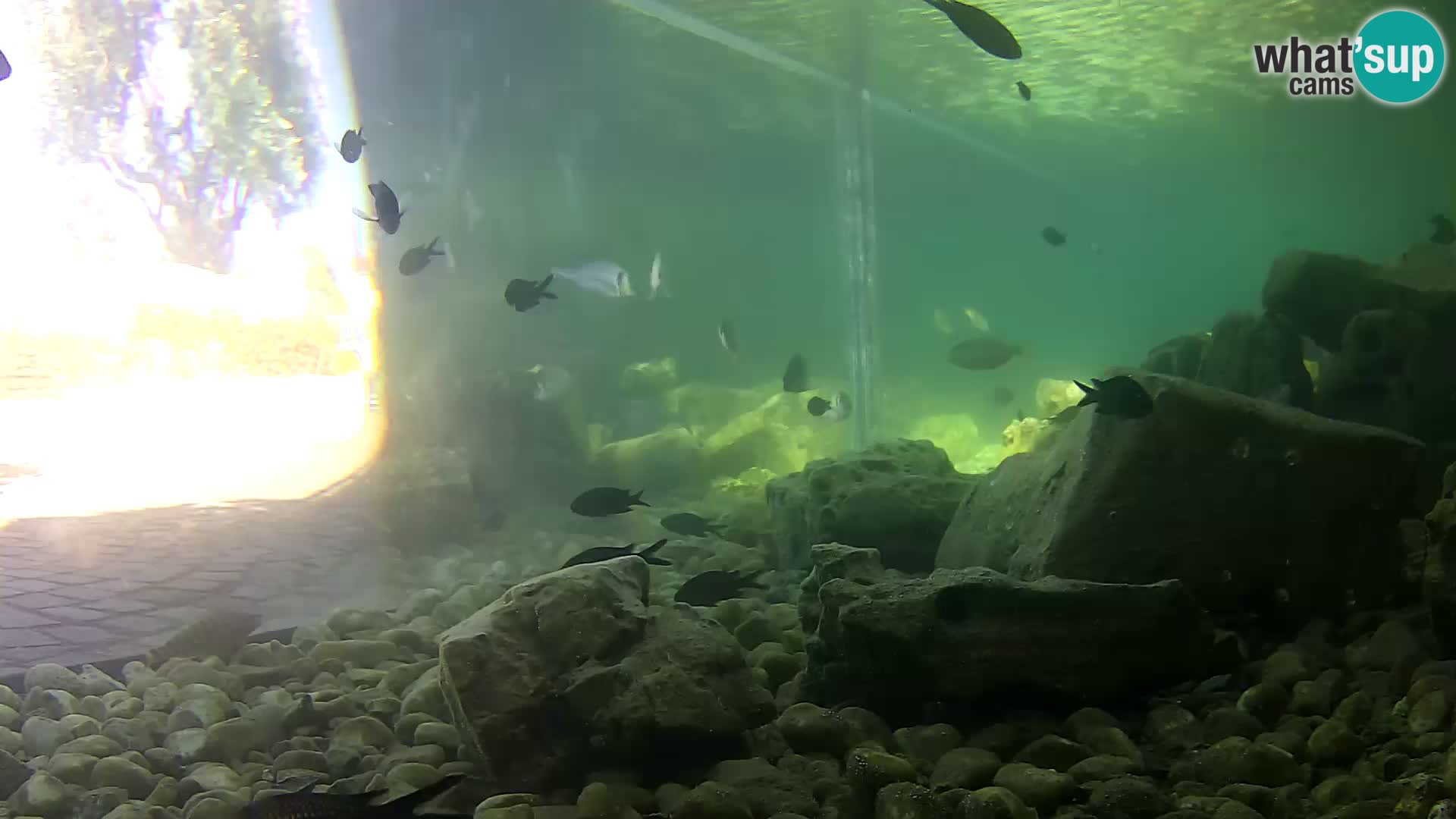 Zunanji morski akvarij Rogoznica spletna kamera Hrvaška