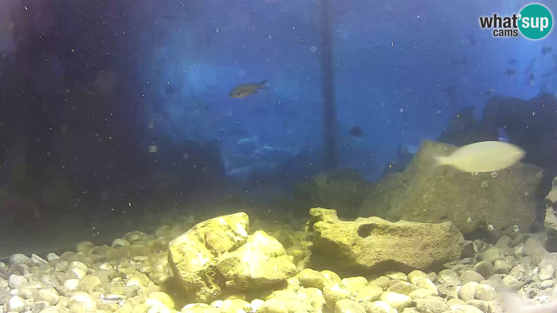 Aquario marino esterno –  Rogoznica livecam Croazia