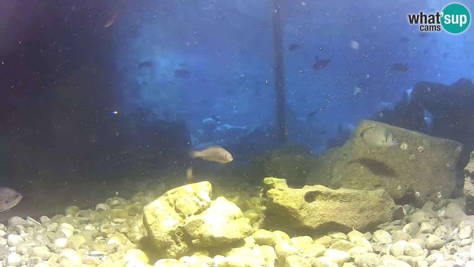 Marine Aquarium im Freien Rogoznica webcam Kroatien