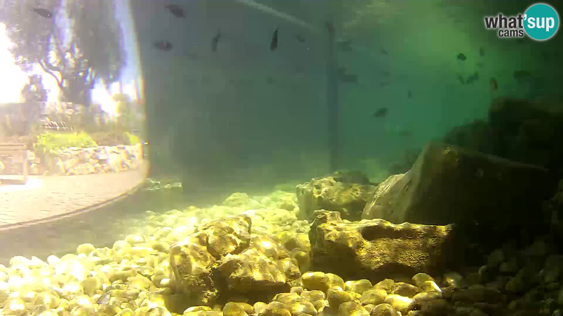 Aquario marino esterno –  Rogoznica livecam Croazia
