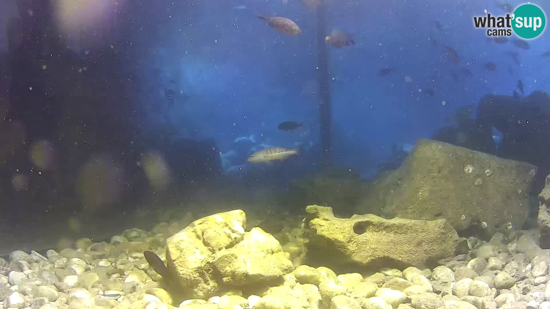 Webcam de l’aquarium marin extérieur de Rogoznica Croatie