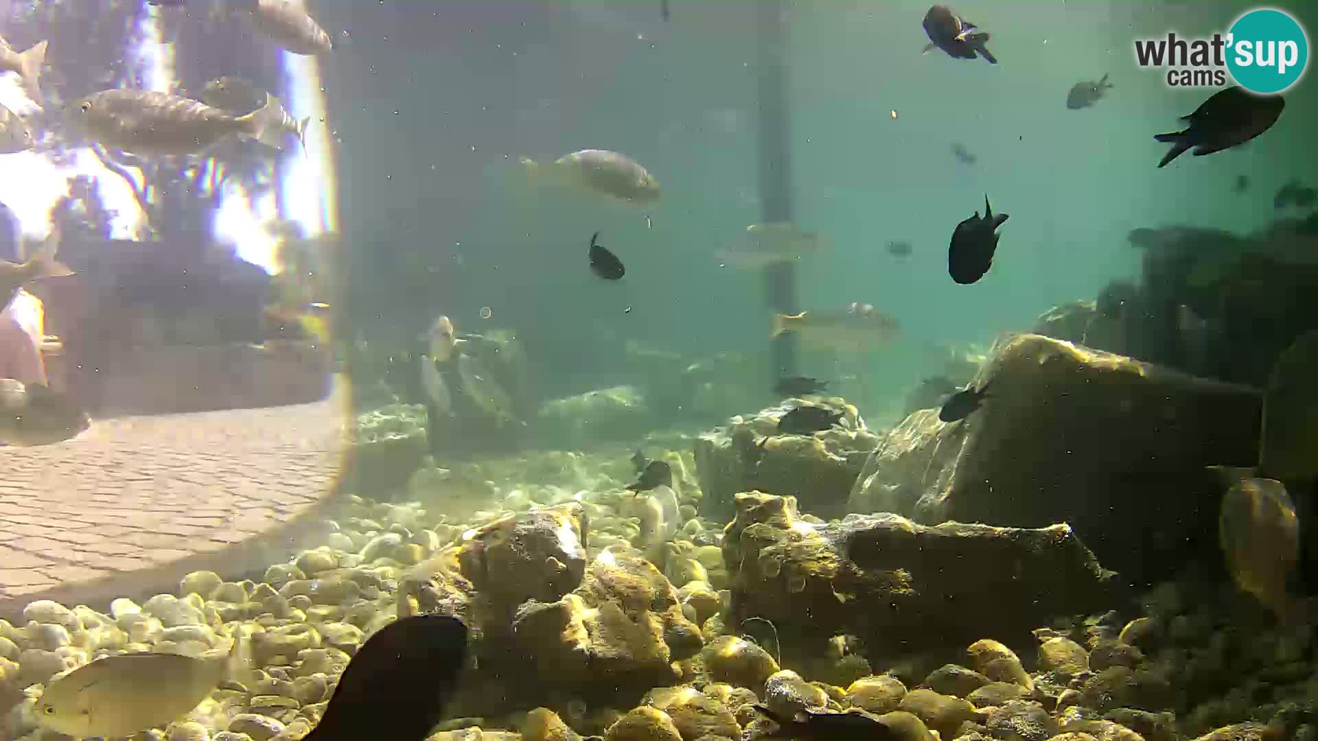 Marine Aquarium im Freien Rogoznica webcam Kroatien