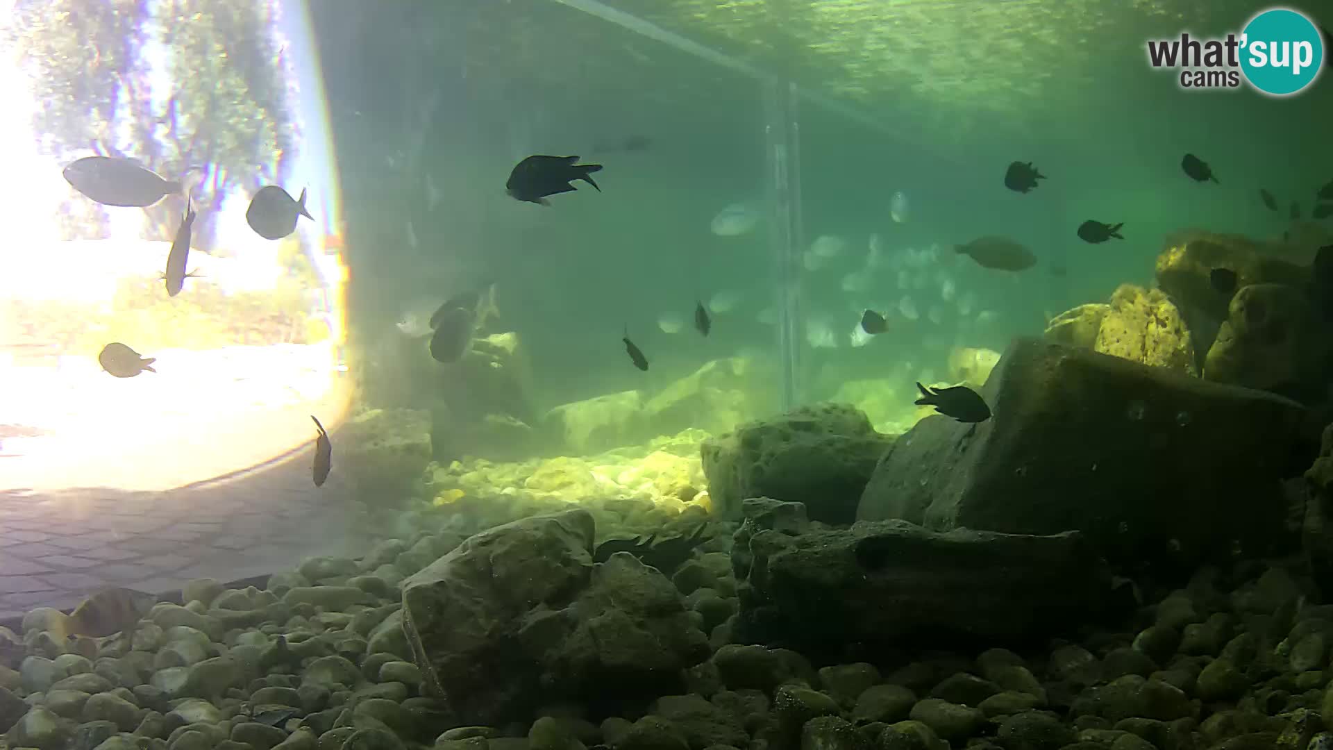 Outdoor Marine Aquarium Rogoznica webcam Croatia
