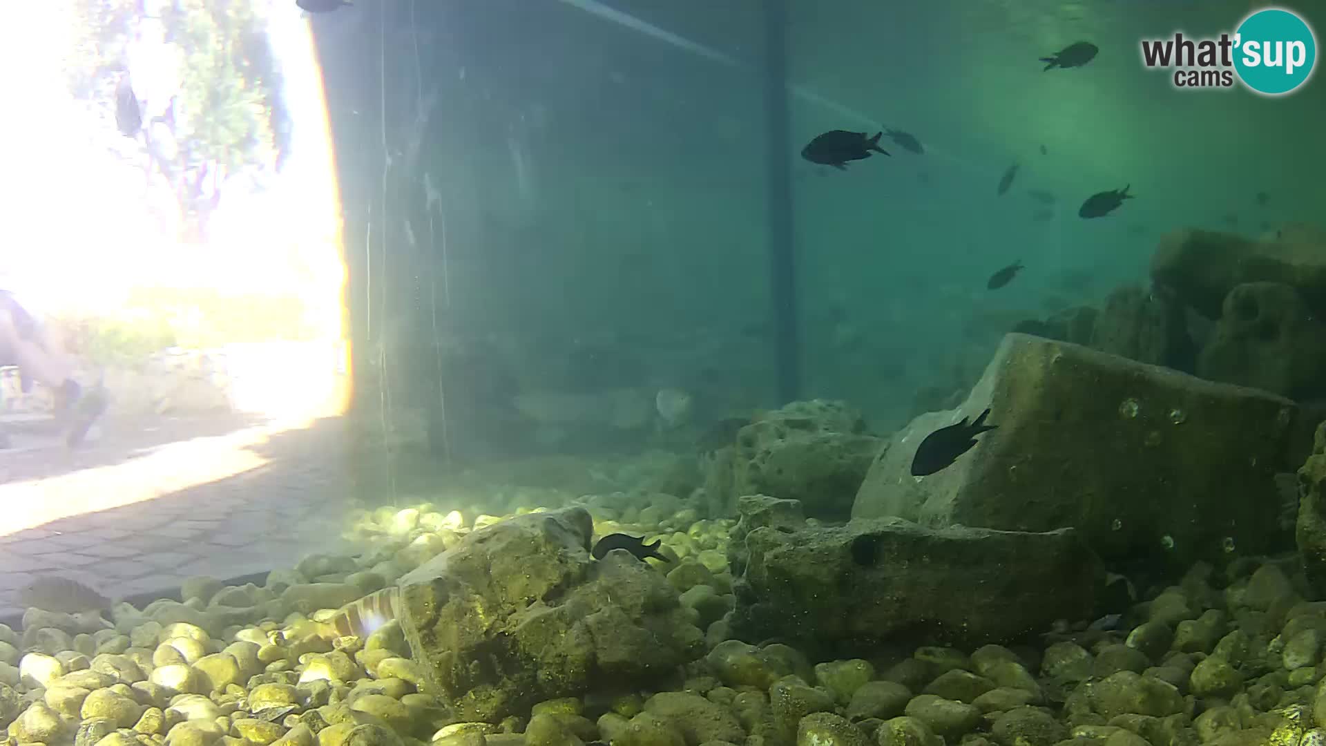 Zunanji morski akvarij Rogoznica spletna kamera Hrvaška