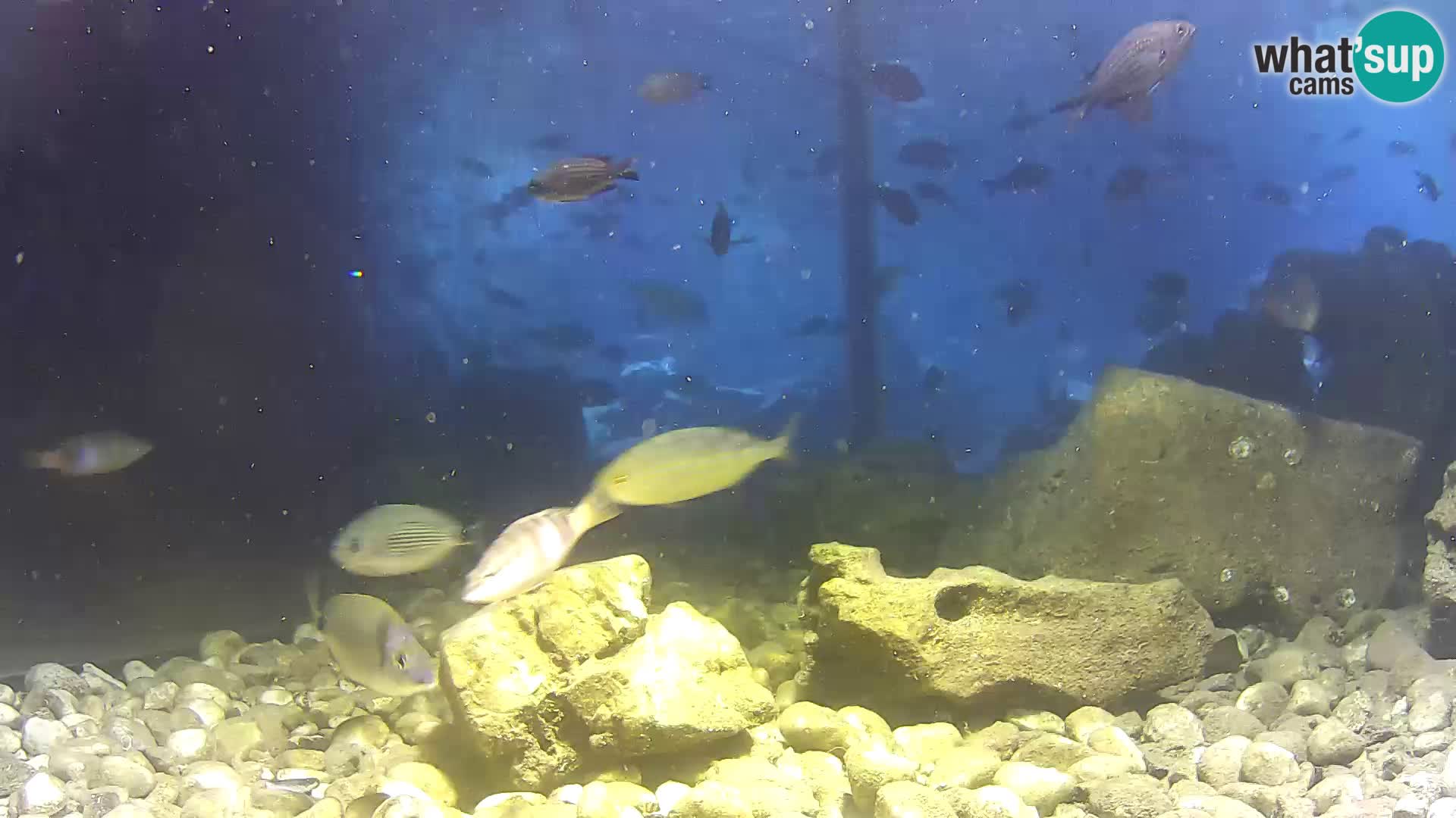 Outdoor Marine Aquarium Rogoznica webcam Croatia