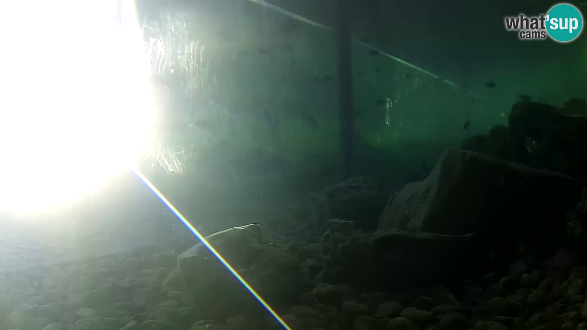 Zunanji morski akvarij Rogoznica spletna kamera Hrvaška