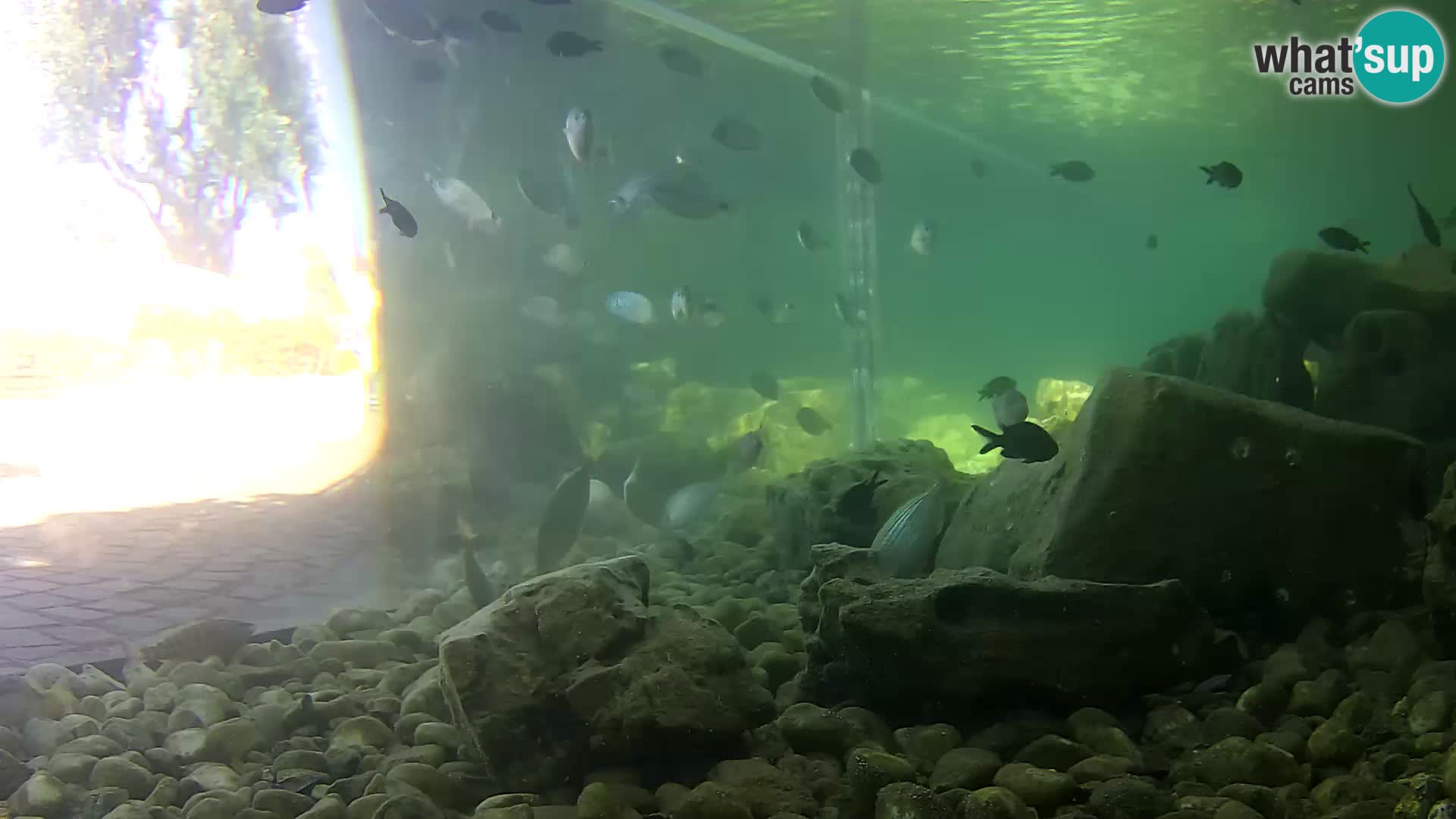 Outdoor Marine Aquarium Rogoznica webcam Croatia