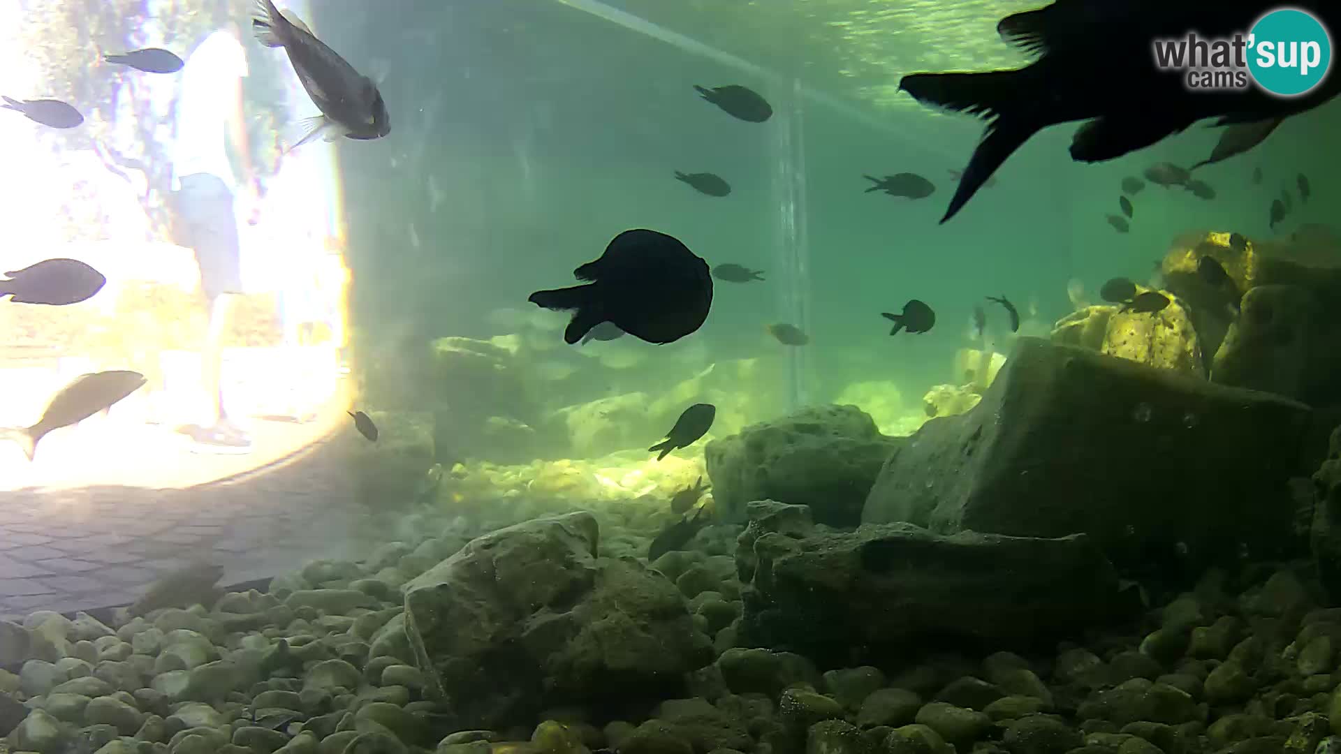 Outdoor Marine Aquarium Rogoznica webcam Croatia