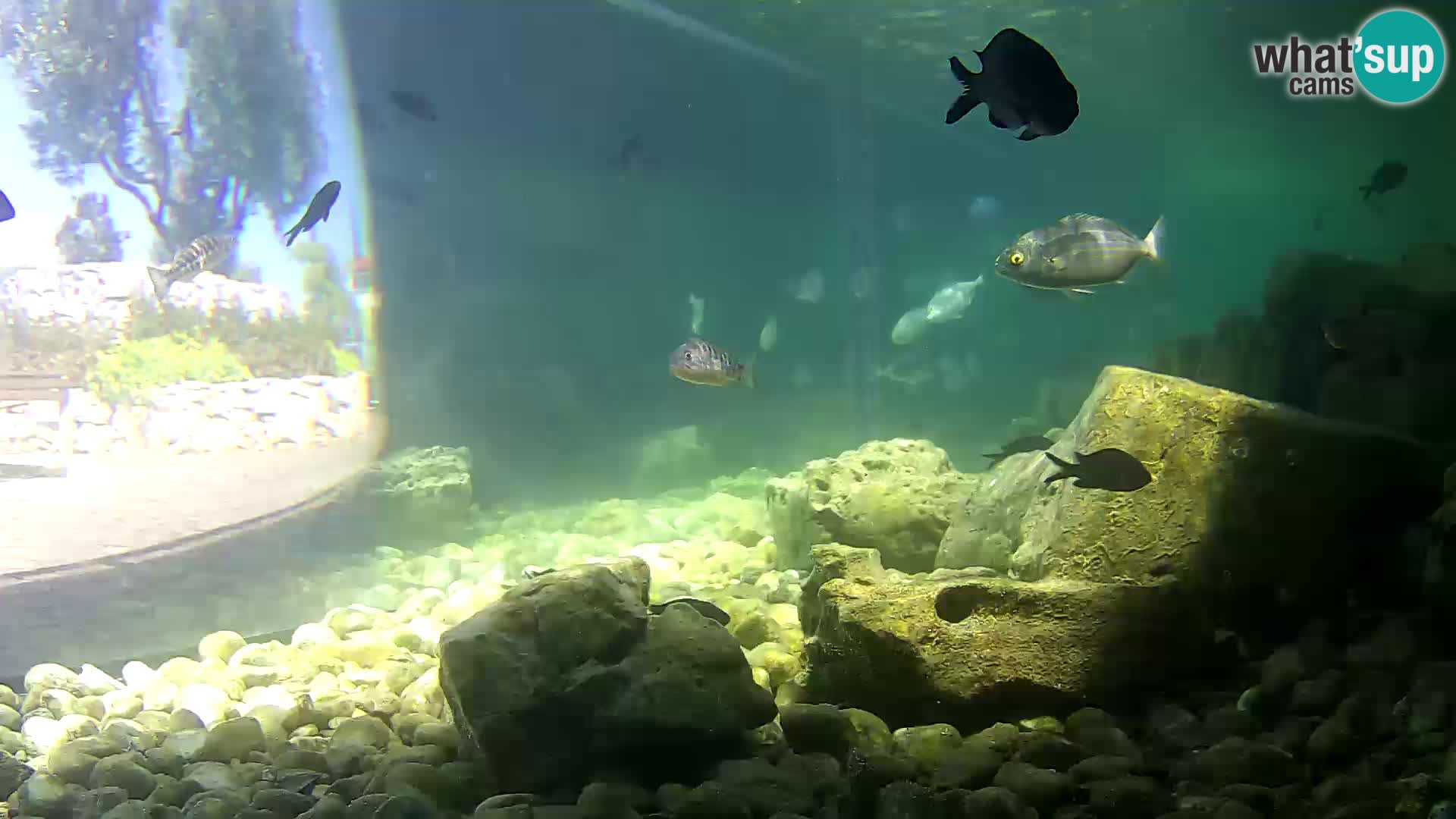 Webcam de l’aquarium marin extérieur de Rogoznica Croatie