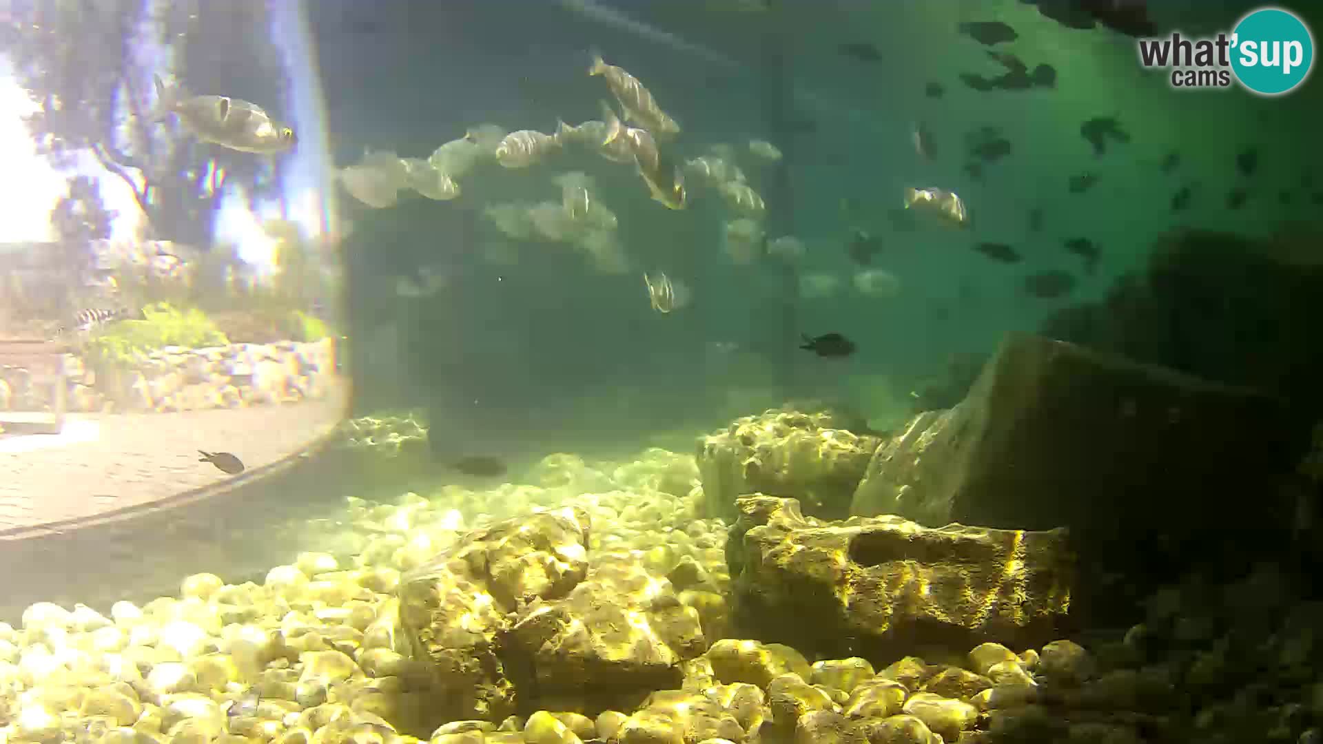 Outdoor Marine Aquarium Rogoznica webcam Croatia