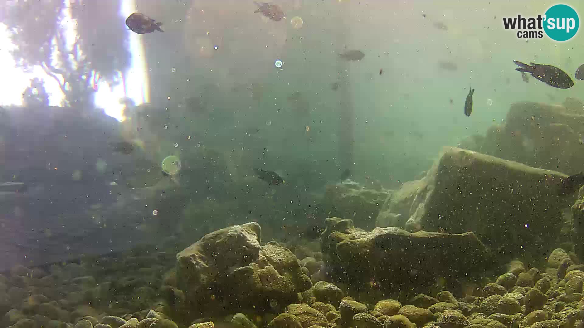 Marine Aquarium im Freien Rogoznica webcam Kroatien