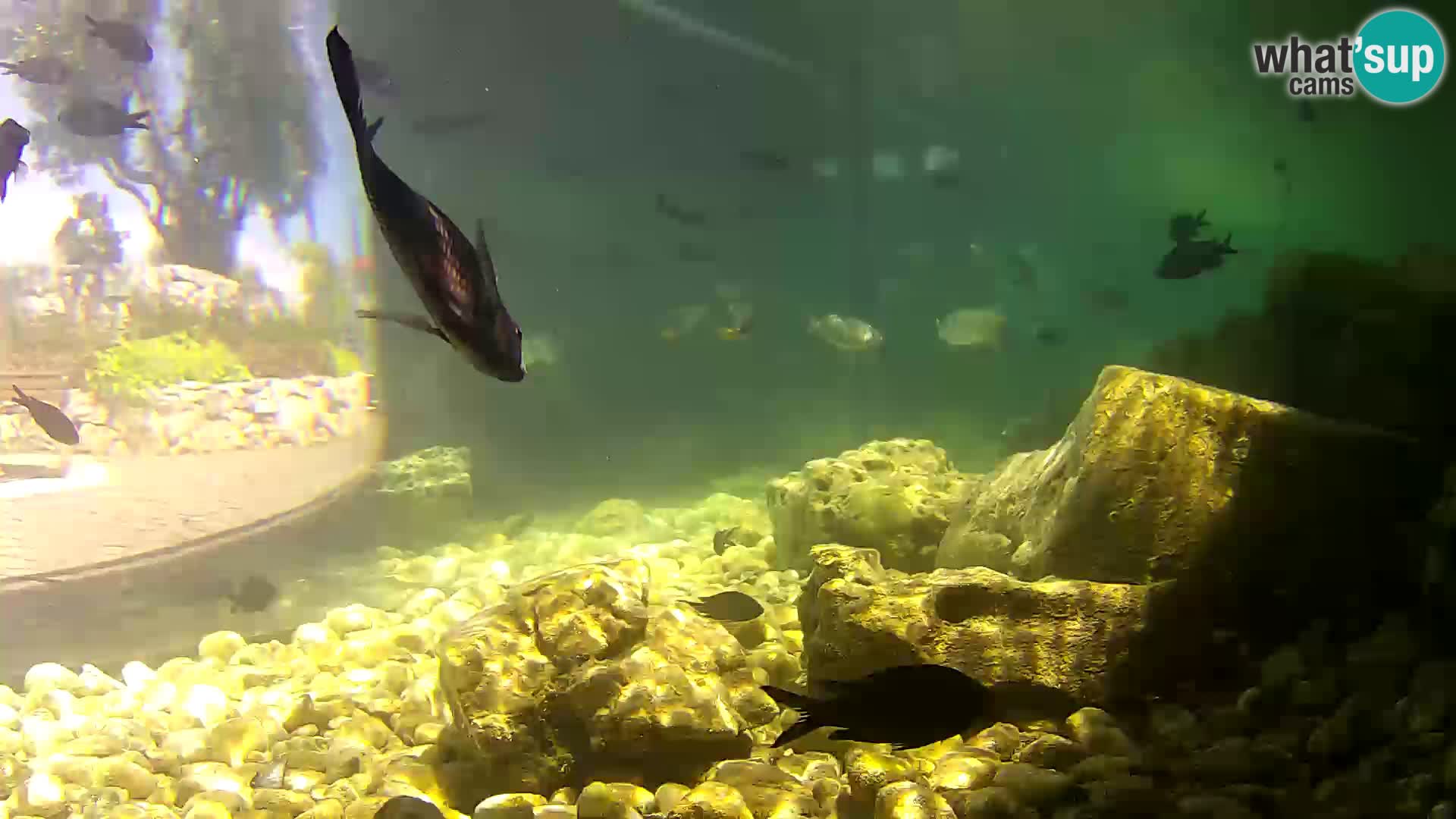 Acuario marino al aire libre Rogoznica webcam Croacia