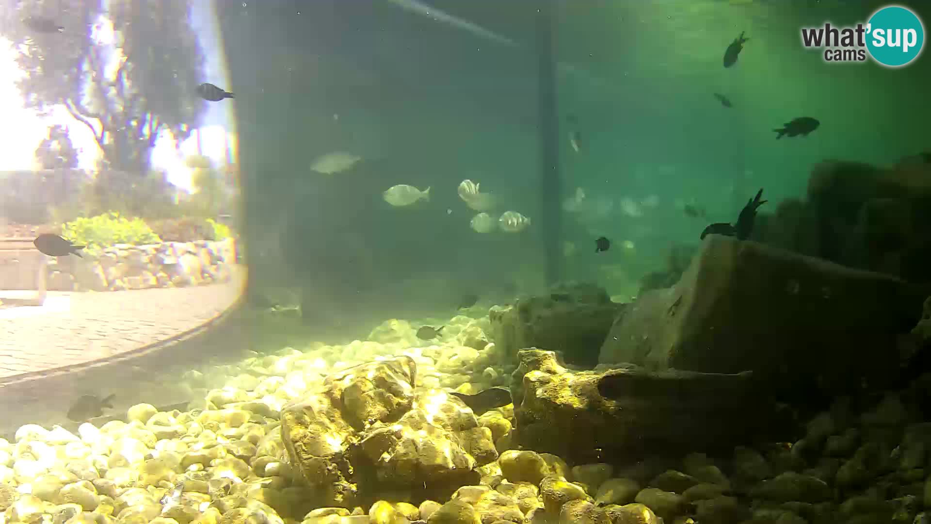 Webcam de l’aquarium marin extérieur de Rogoznica Croatie