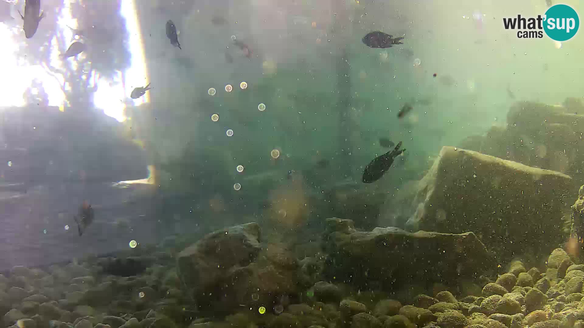 Marine Aquarium im Freien Rogoznica webcam Kroatien