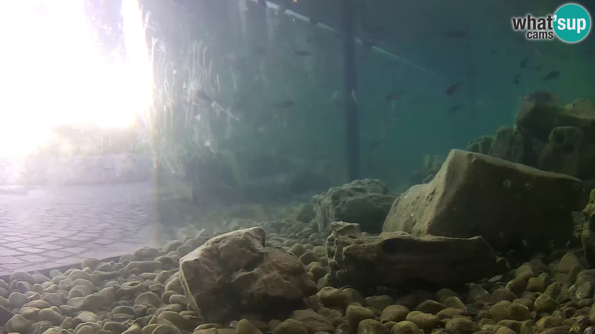 Zunanji morski akvarij Rogoznica spletna kamera Hrvaška