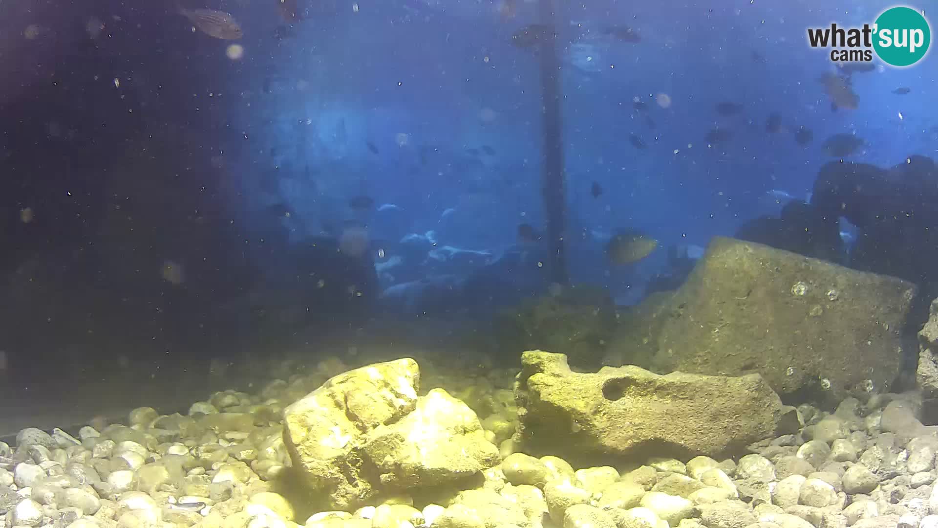 Zunanji morski akvarij Rogoznica spletna kamera Hrvaška