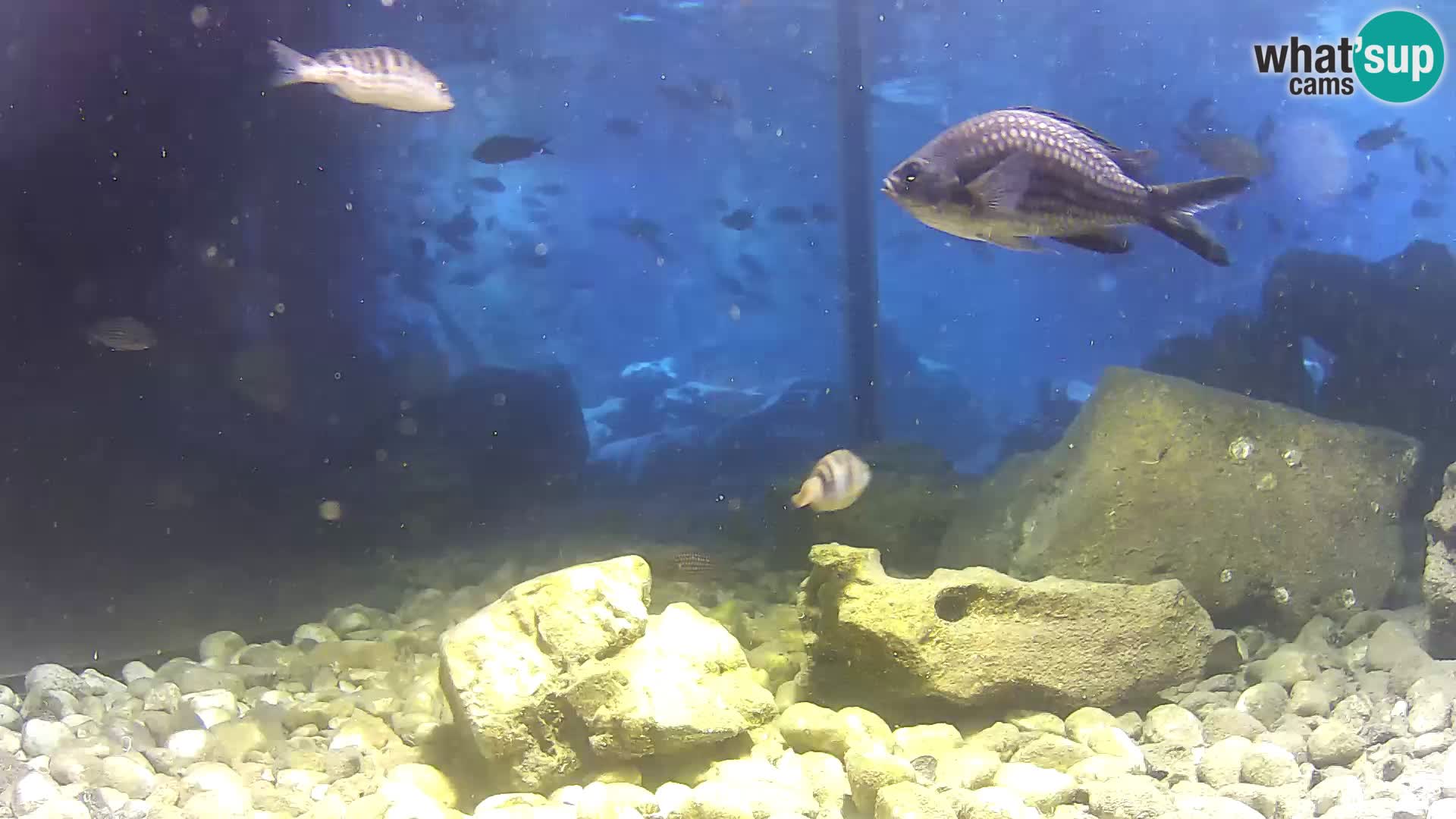 Zunanji morski akvarij Rogoznica spletna kamera Hrvaška