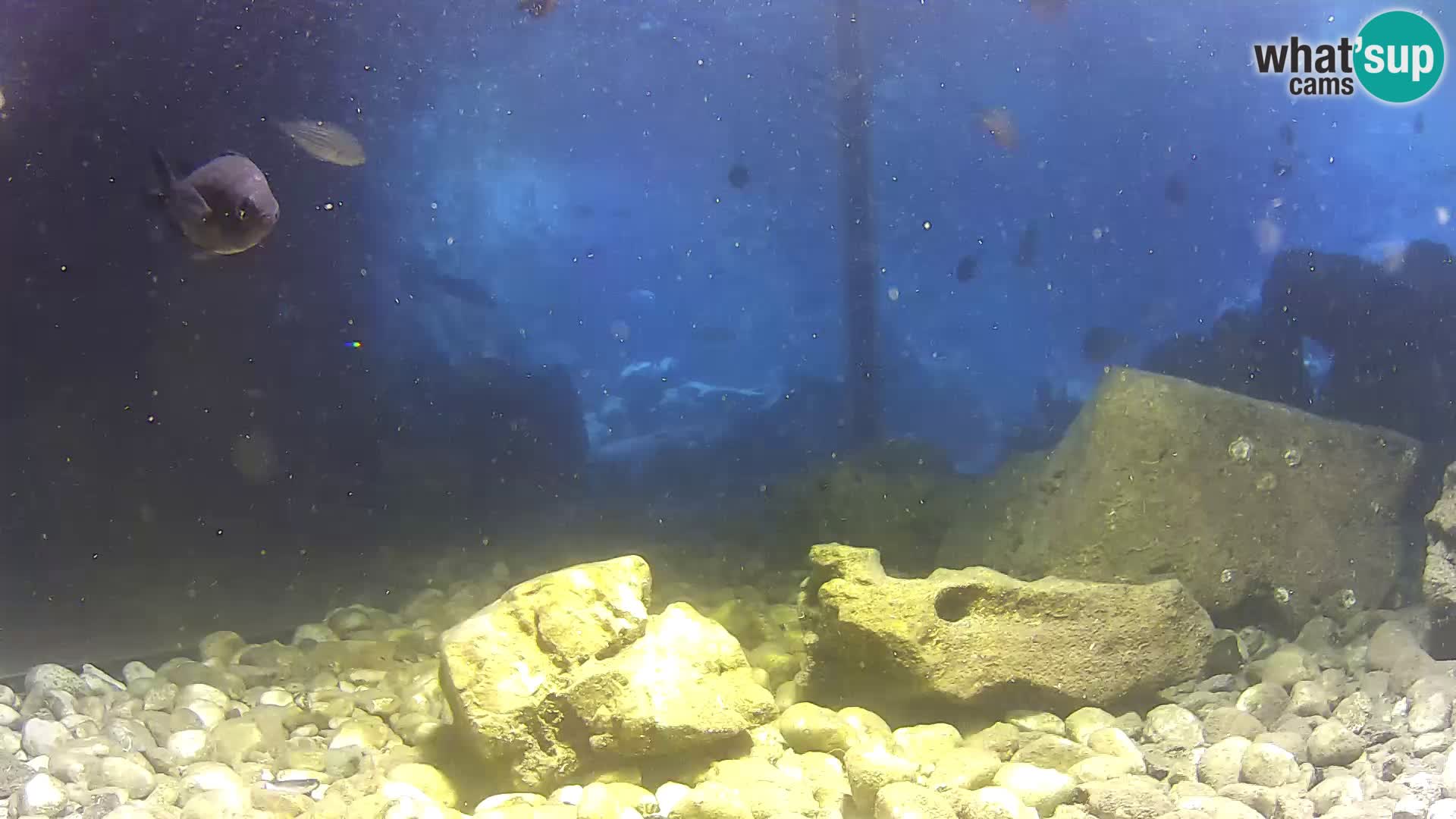 Webcam de l’aquarium marin extérieur de Rogoznica Croatie