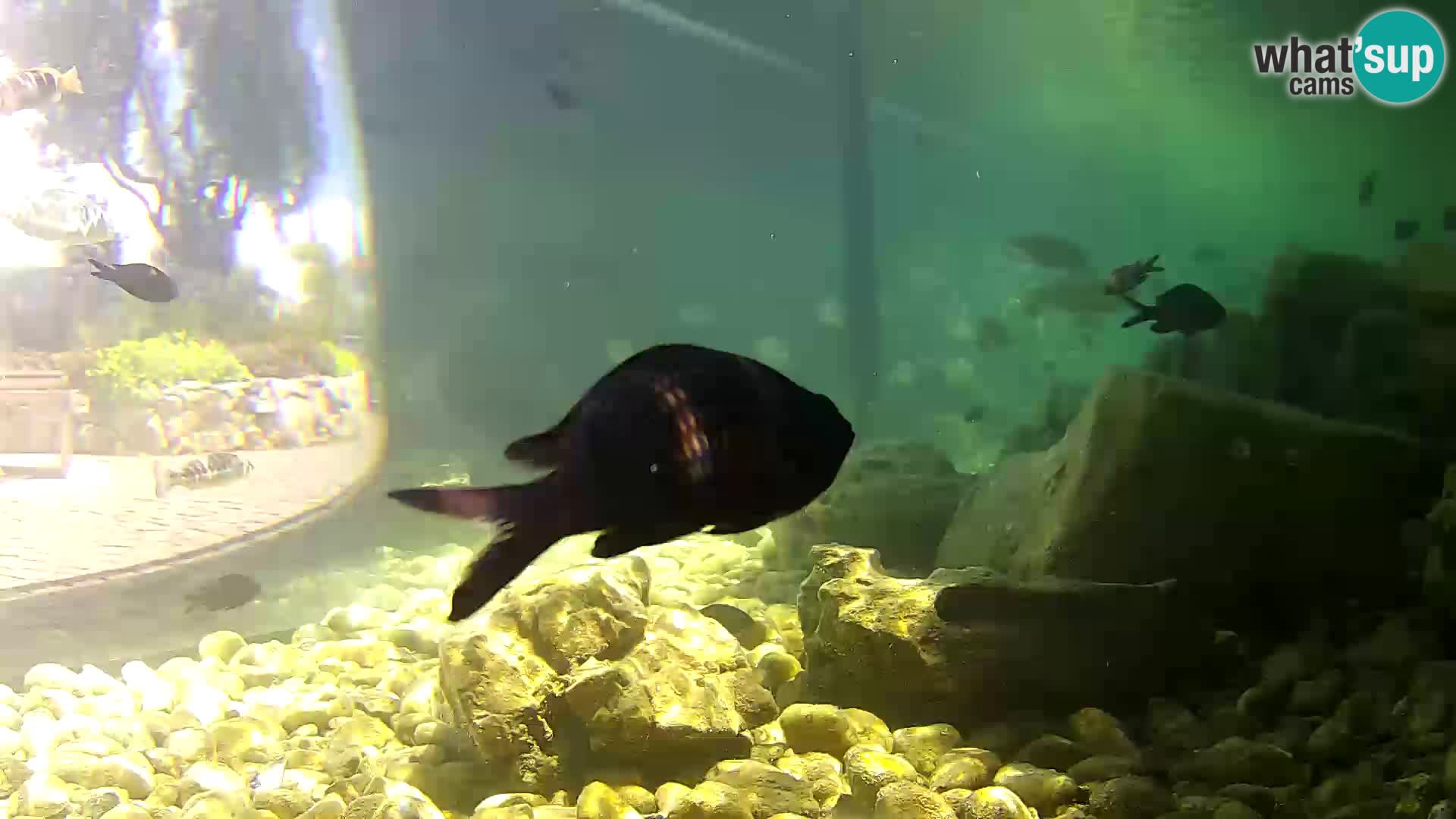 Acuario marino al aire libre Rogoznica webcam Croacia