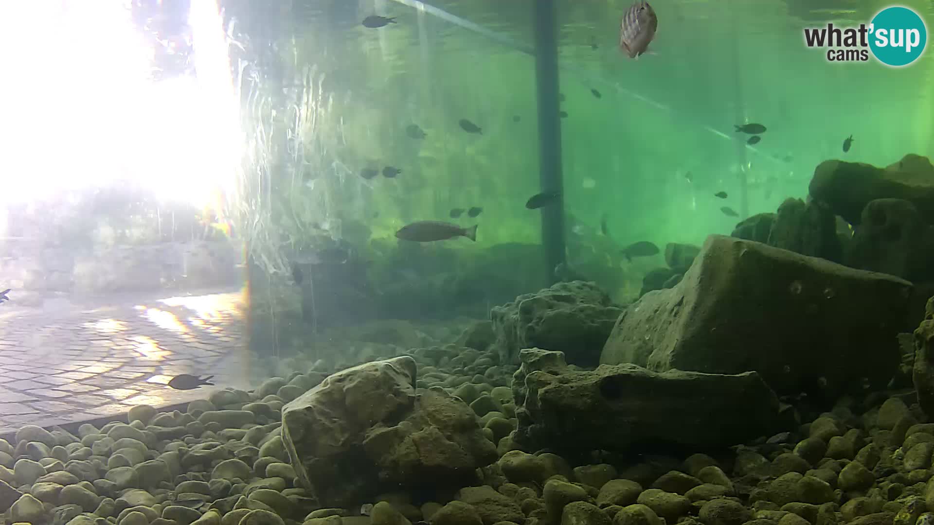 Webcam de l’aquarium marin extérieur de Rogoznica Croatie