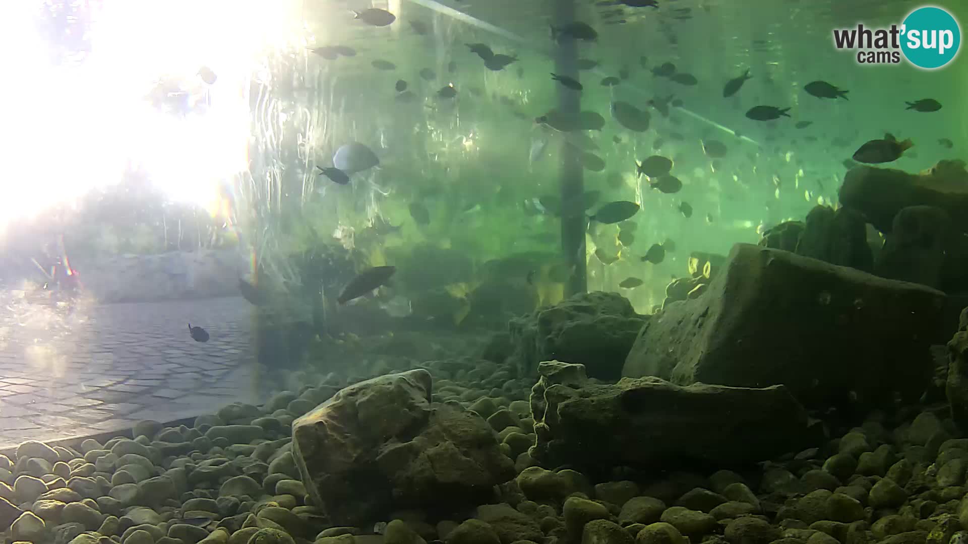 Webcam de l’aquarium marin extérieur de Rogoznica Croatie