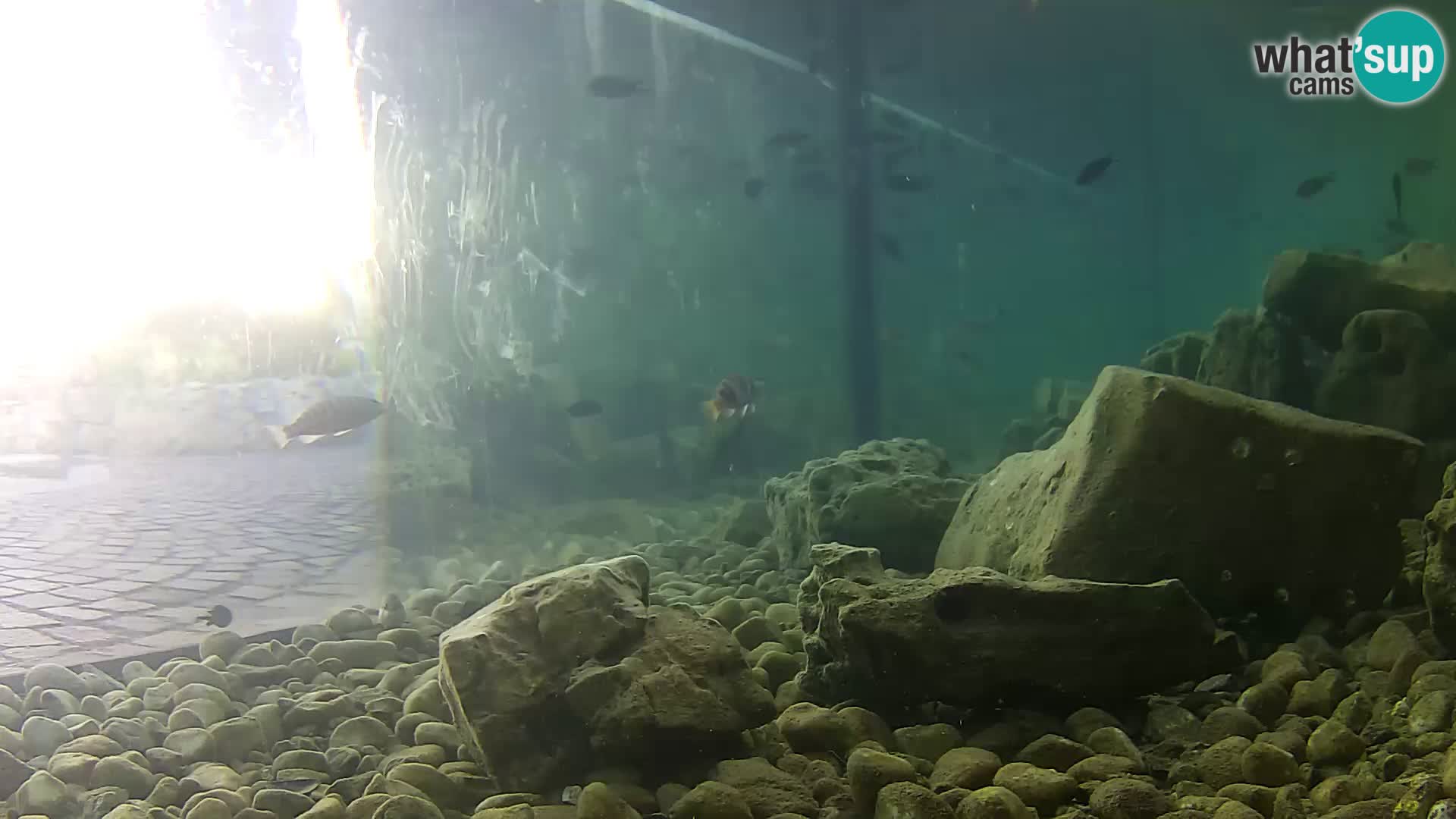 Acuario marino al aire libre Rogoznica webcam Croacia