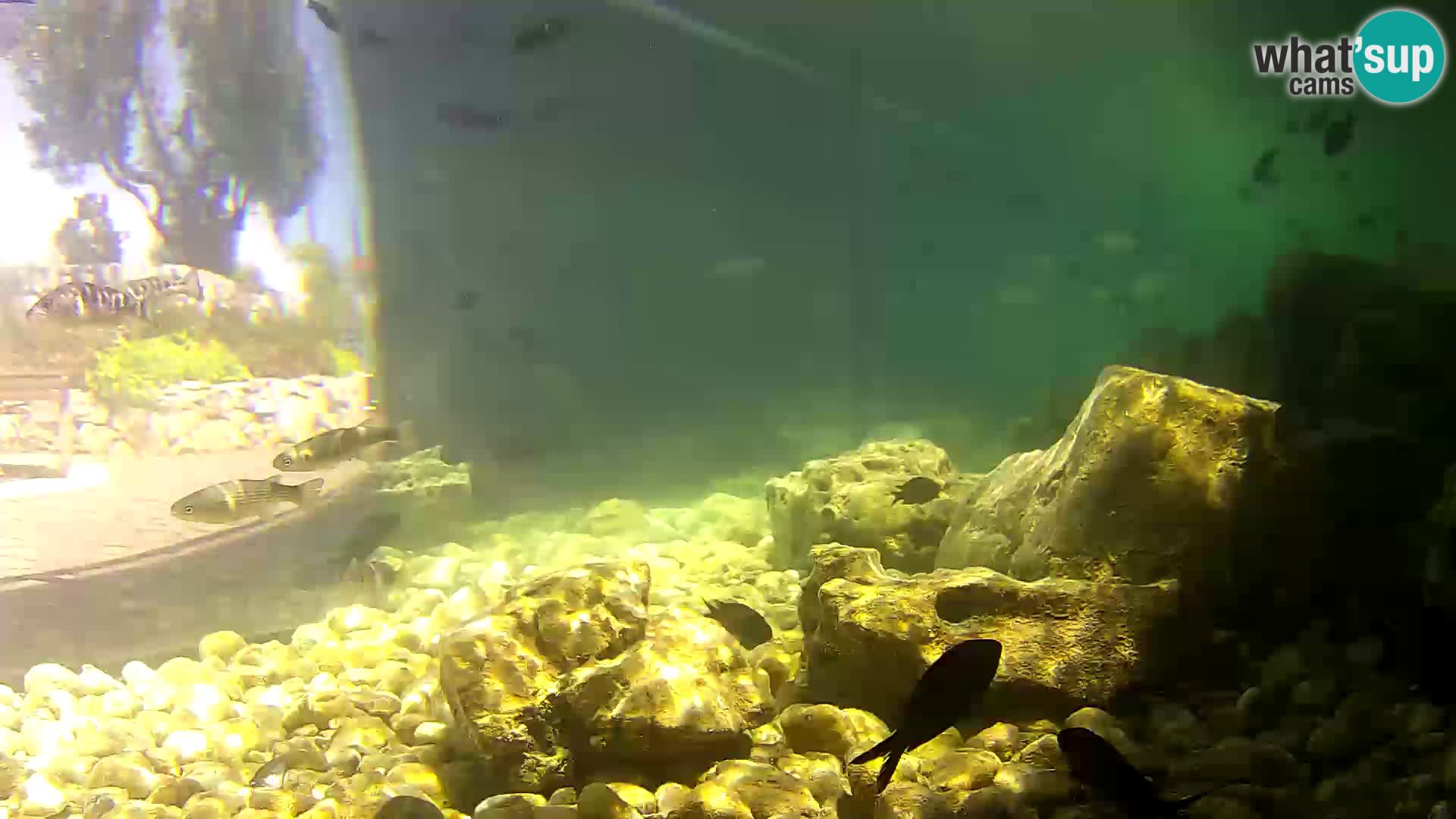 Marine Aquarium im Freien Rogoznica webcam Kroatien