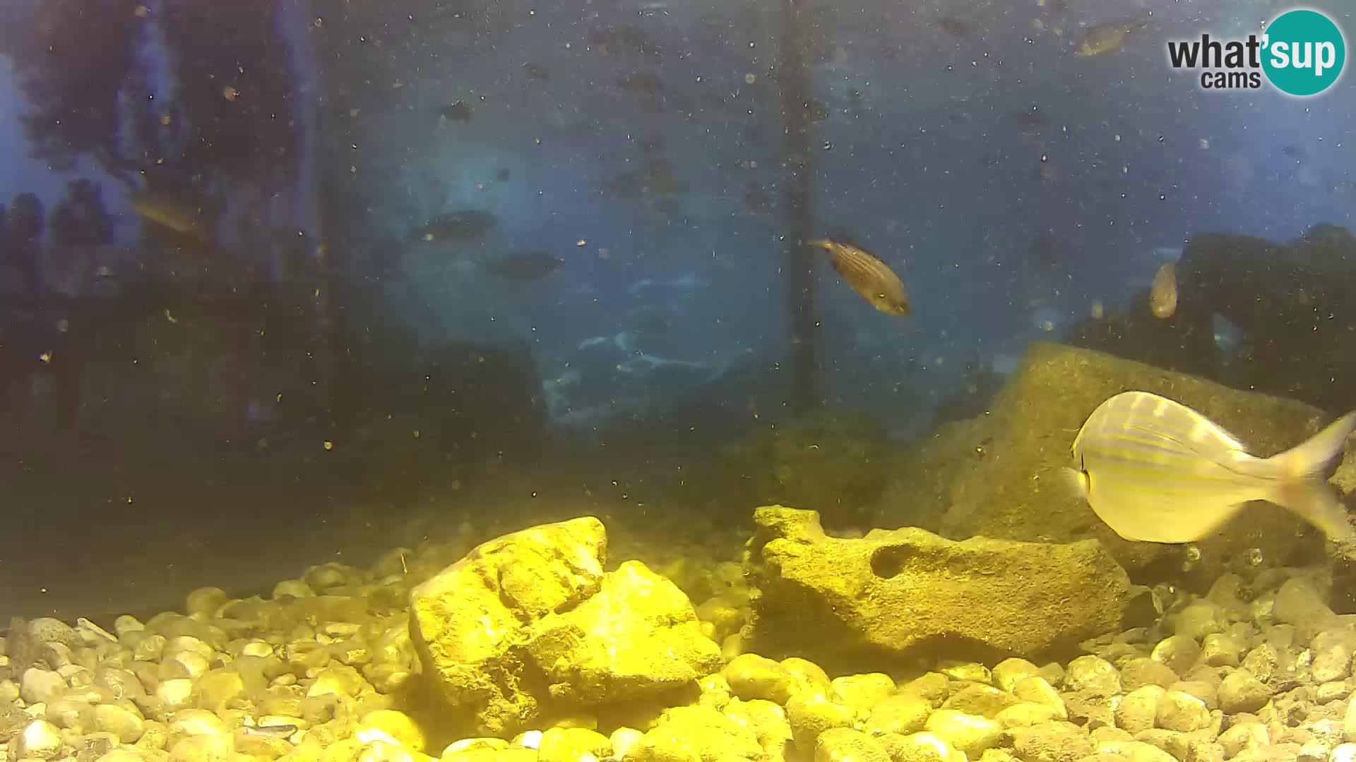 Acuario marino al aire libre Rogoznica webcam Croacia