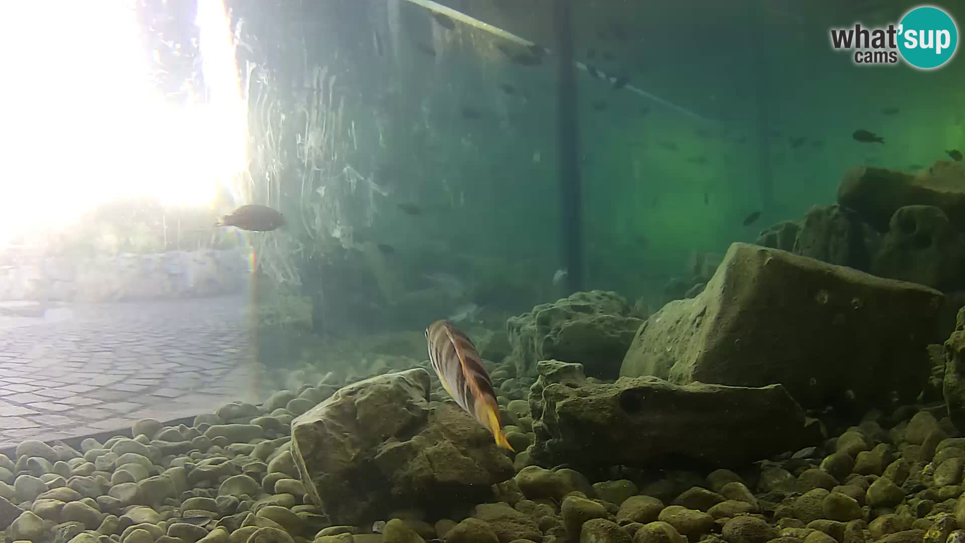 Acuario marino al aire libre Rogoznica webcam Croacia