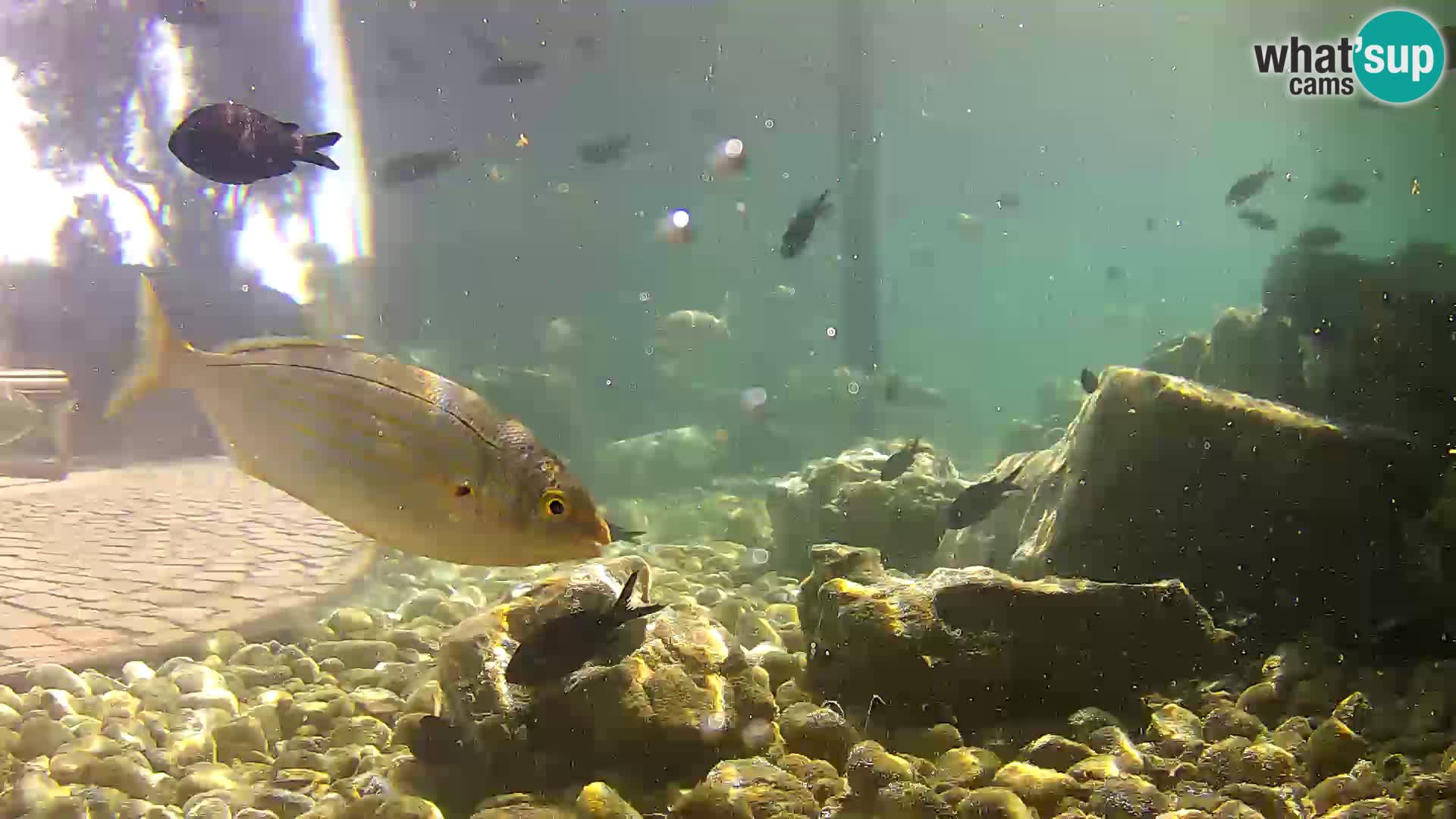 Aquario marino esterno –  Rogoznica livecam Croazia