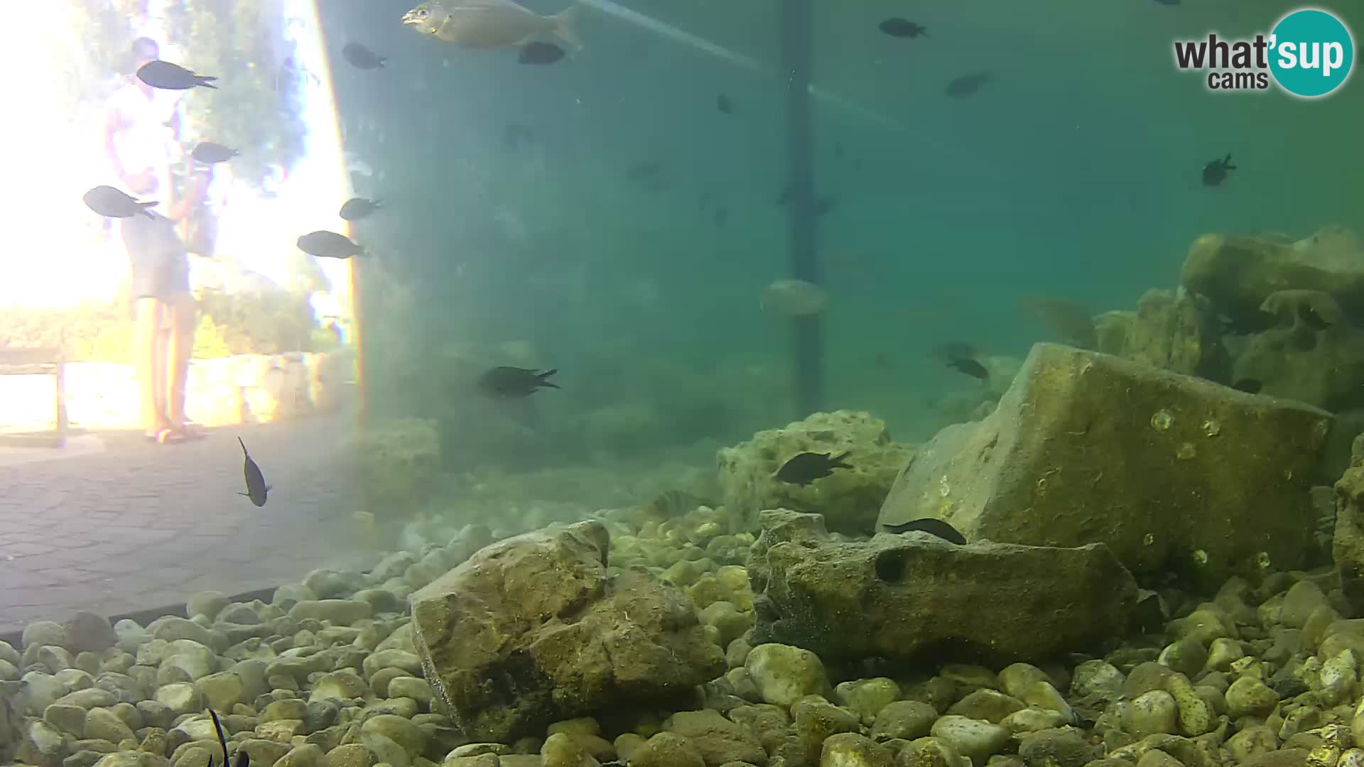Outdoor Marine Aquarium Rogoznica webcam Croatia